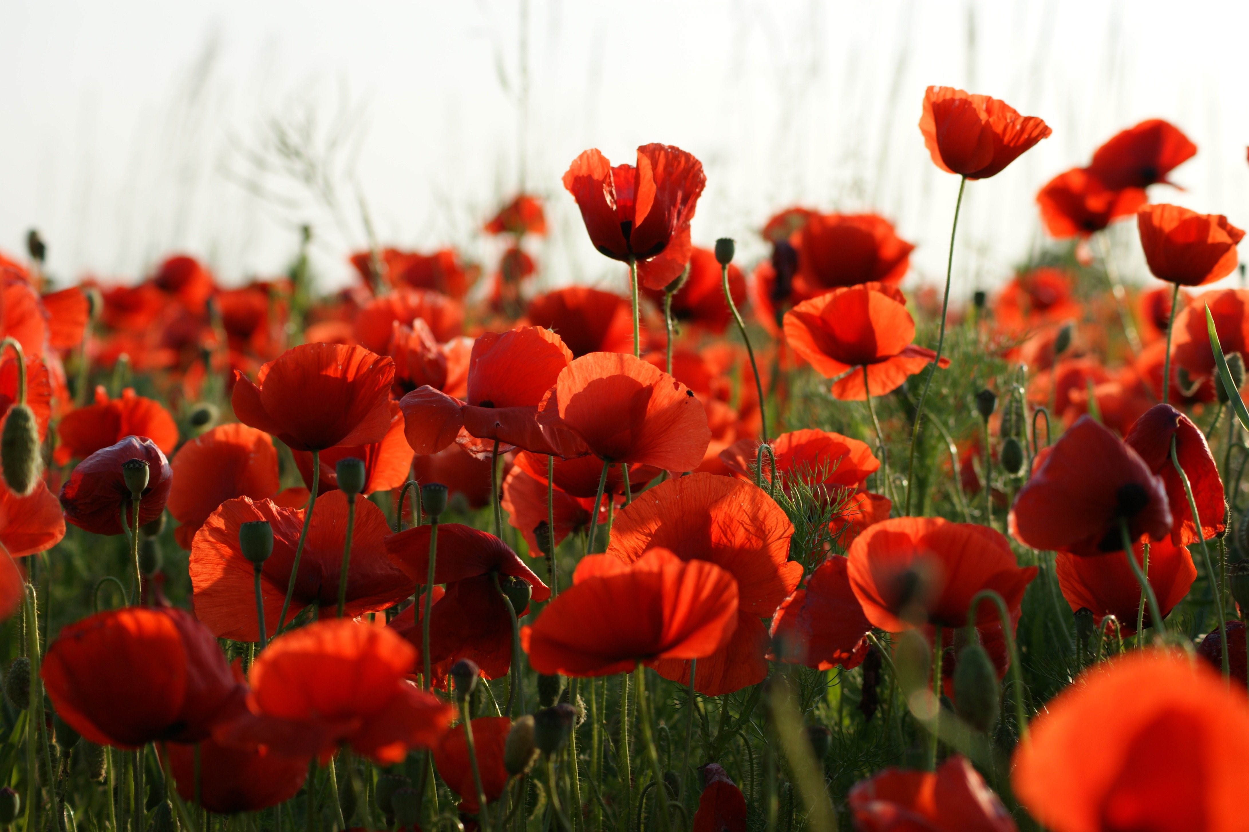 4K Vibrant Red Poppies in Bloom HD Wallpaper