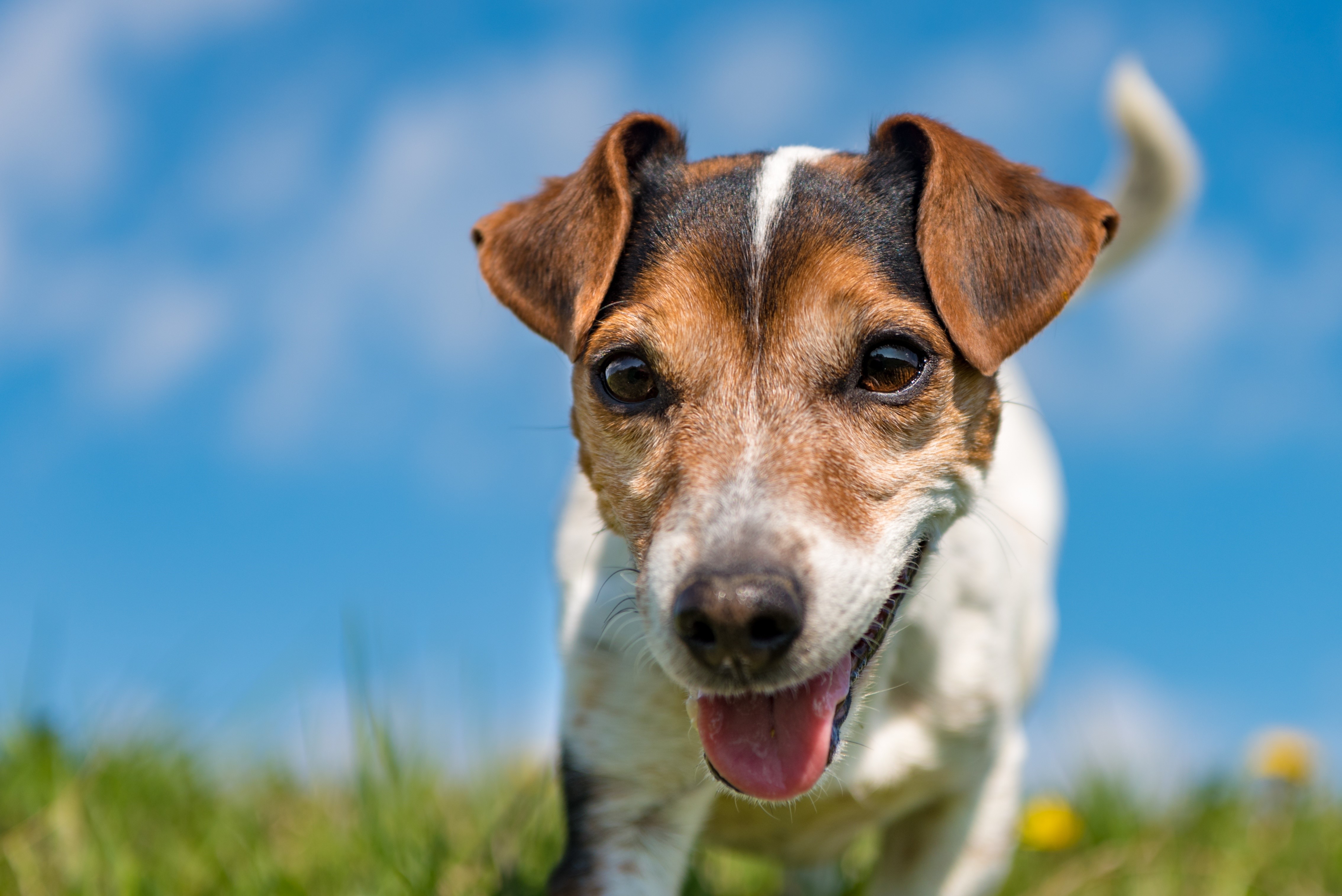 Jack Russell terrier dog with tongue out HD Wallpaper