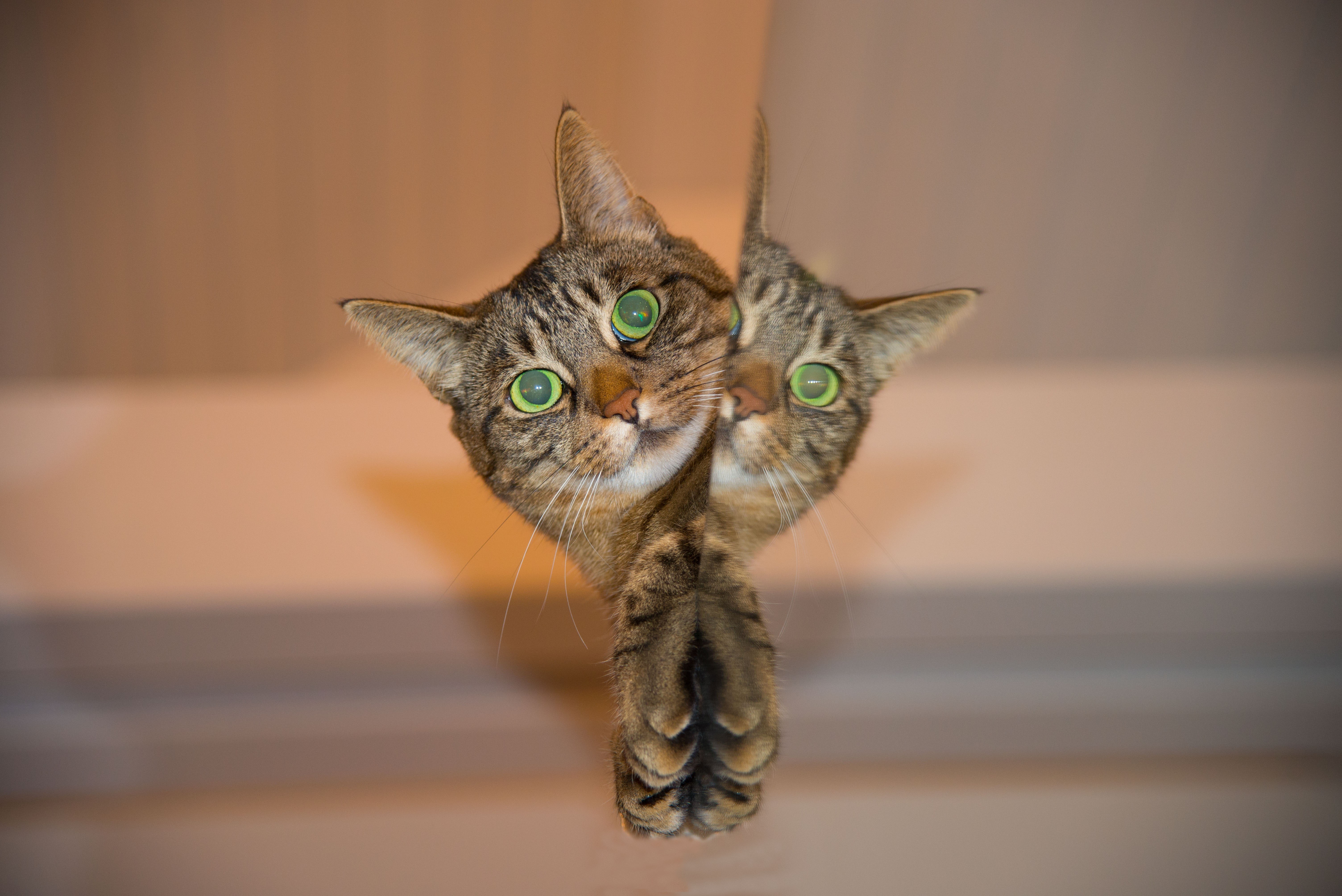 Two cats reflected on a surface HD Wallpaper