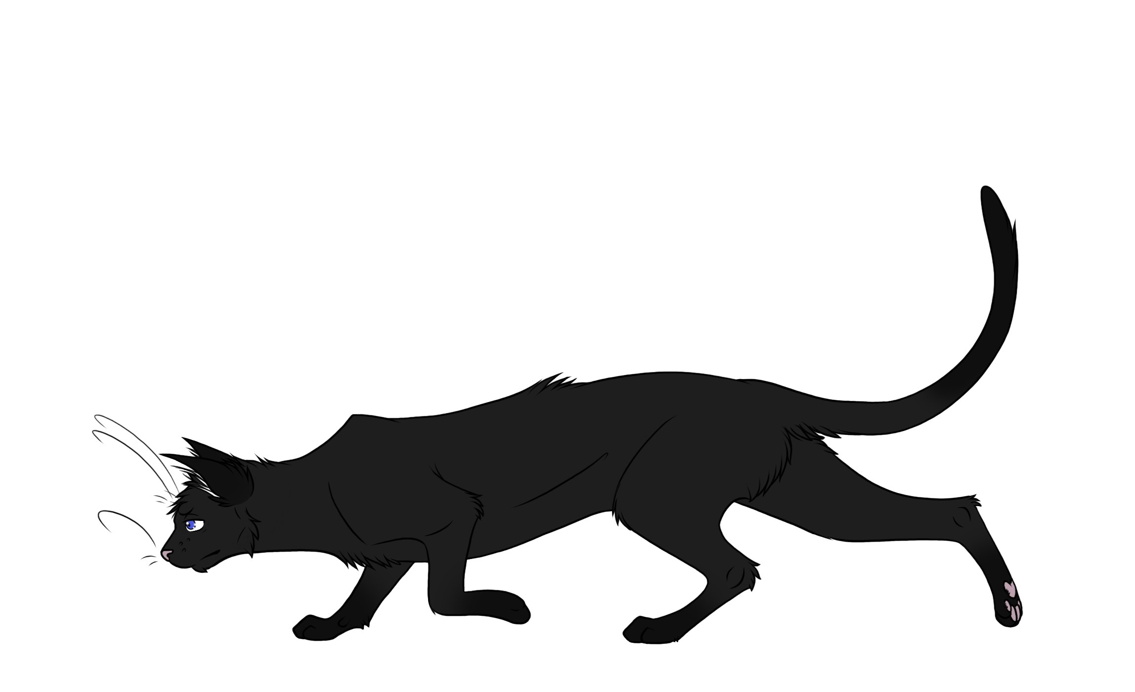 Black cat with blue eyes walking HD Wallpaper