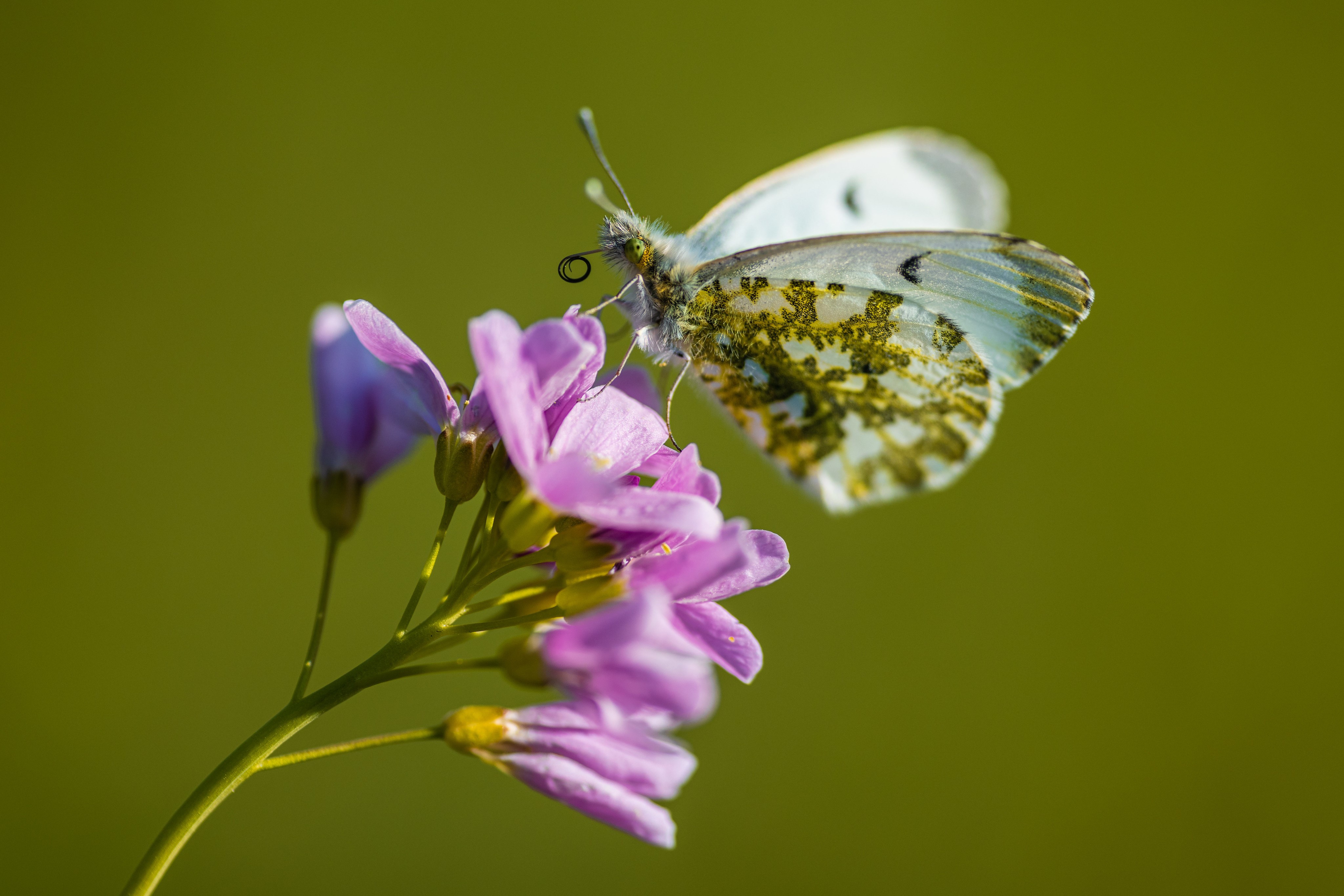 Orange-tip Butterfly on Cuckooflower HD Wallpaper