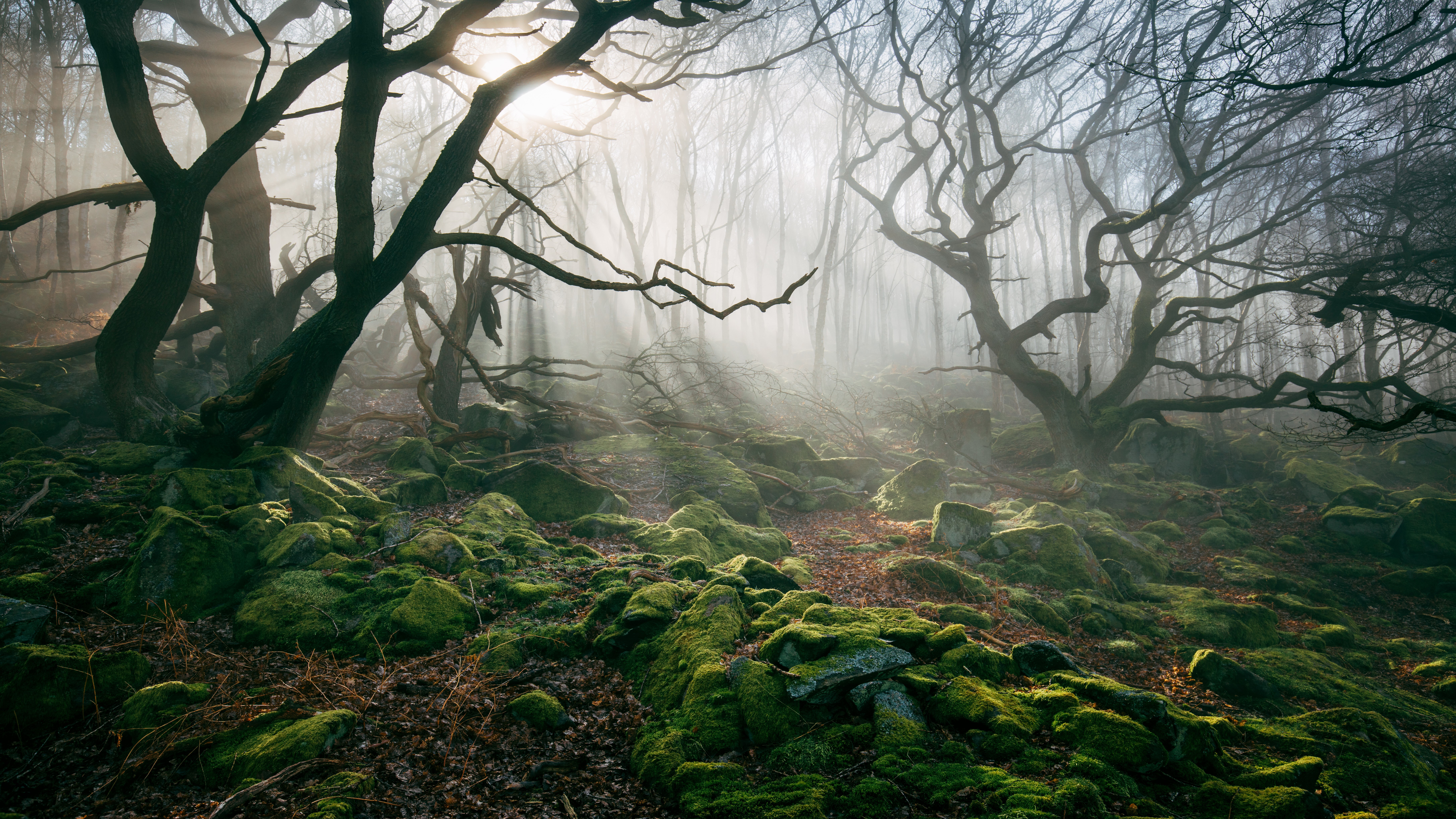 Misty forest with moss-covered rocks and gnarled trees HD Wallpaper