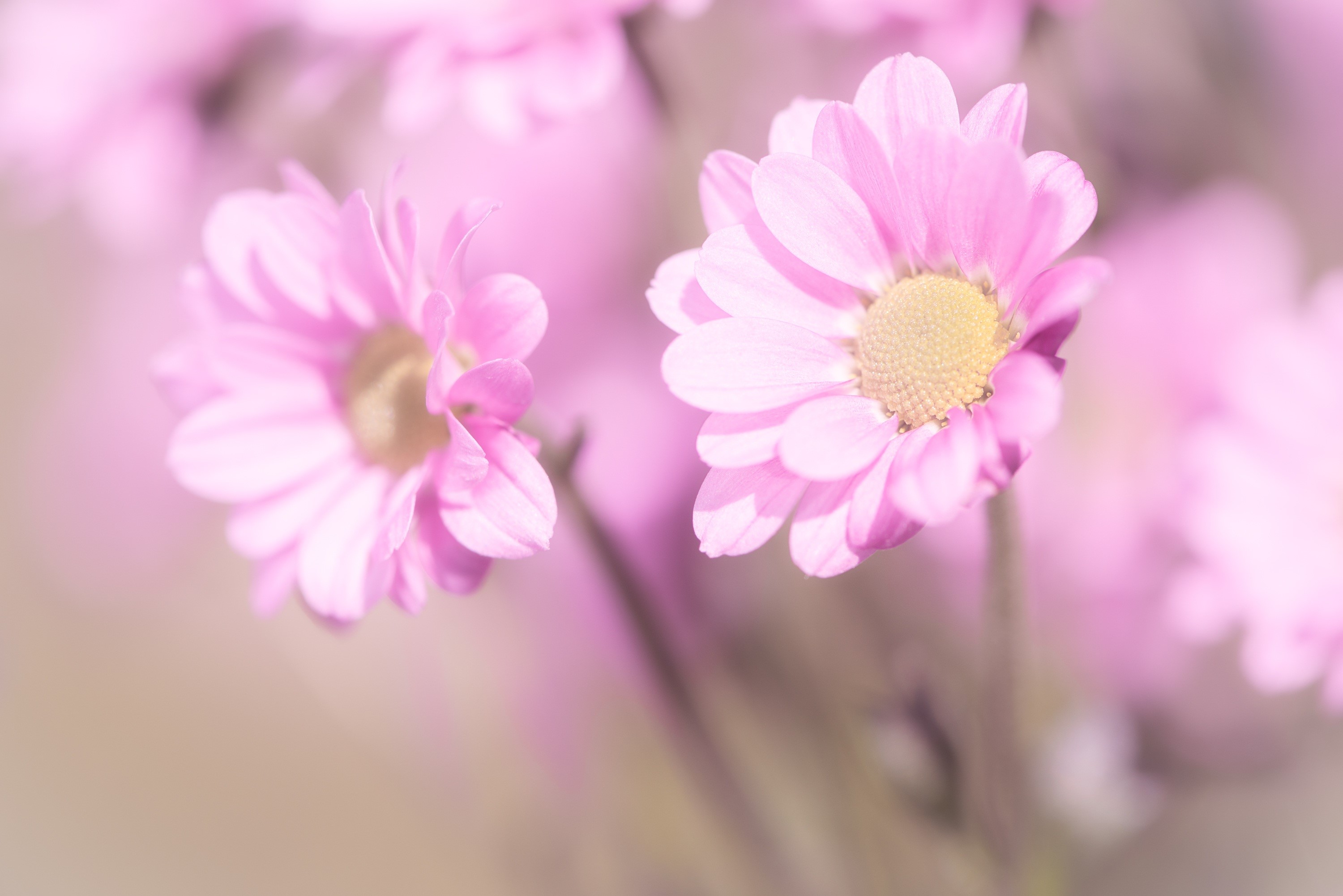 Close-up of pink camomiles with bokeh effect HD Wallpaper