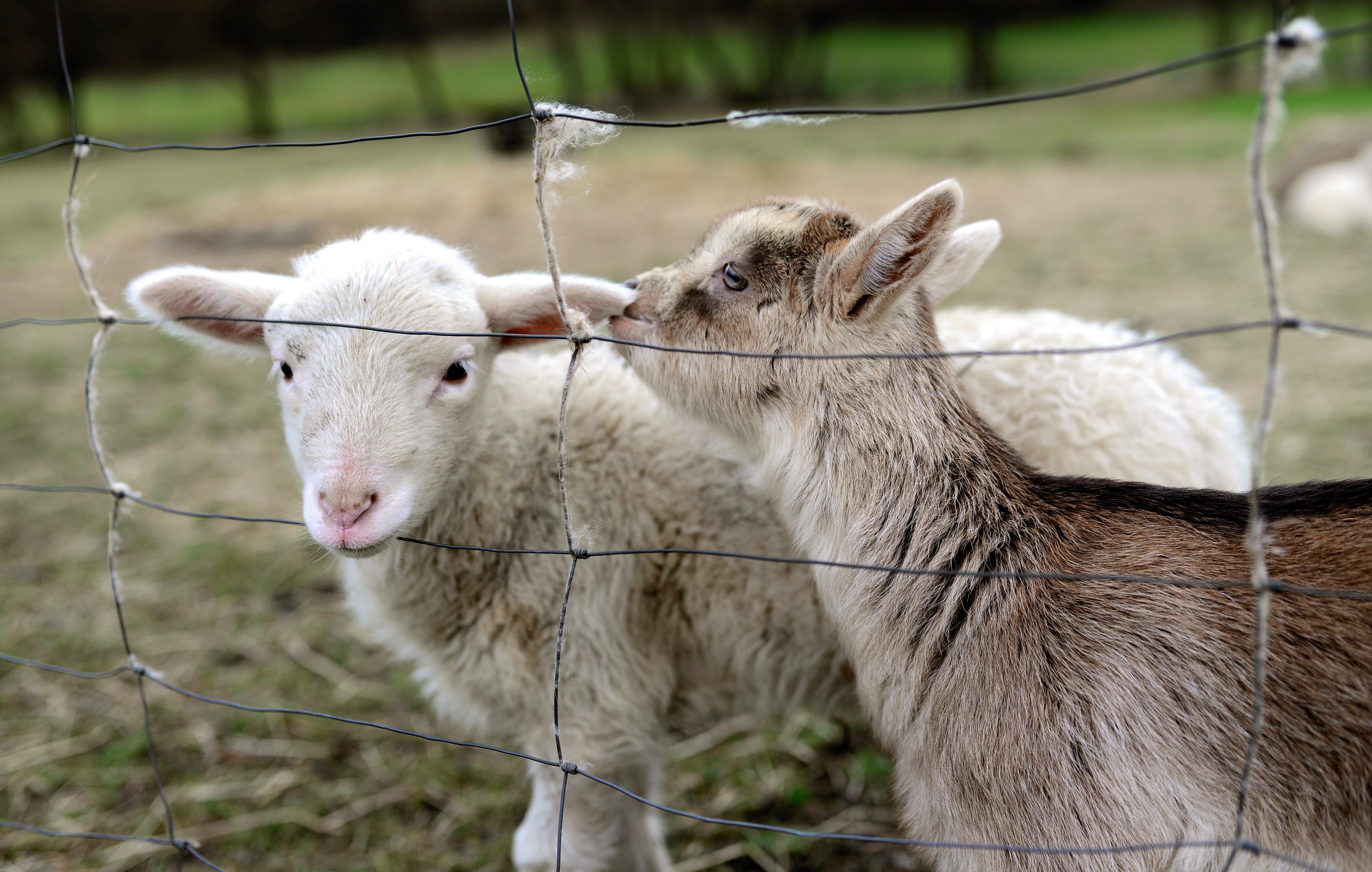 Two young goats behind a fence HD Wallpaper