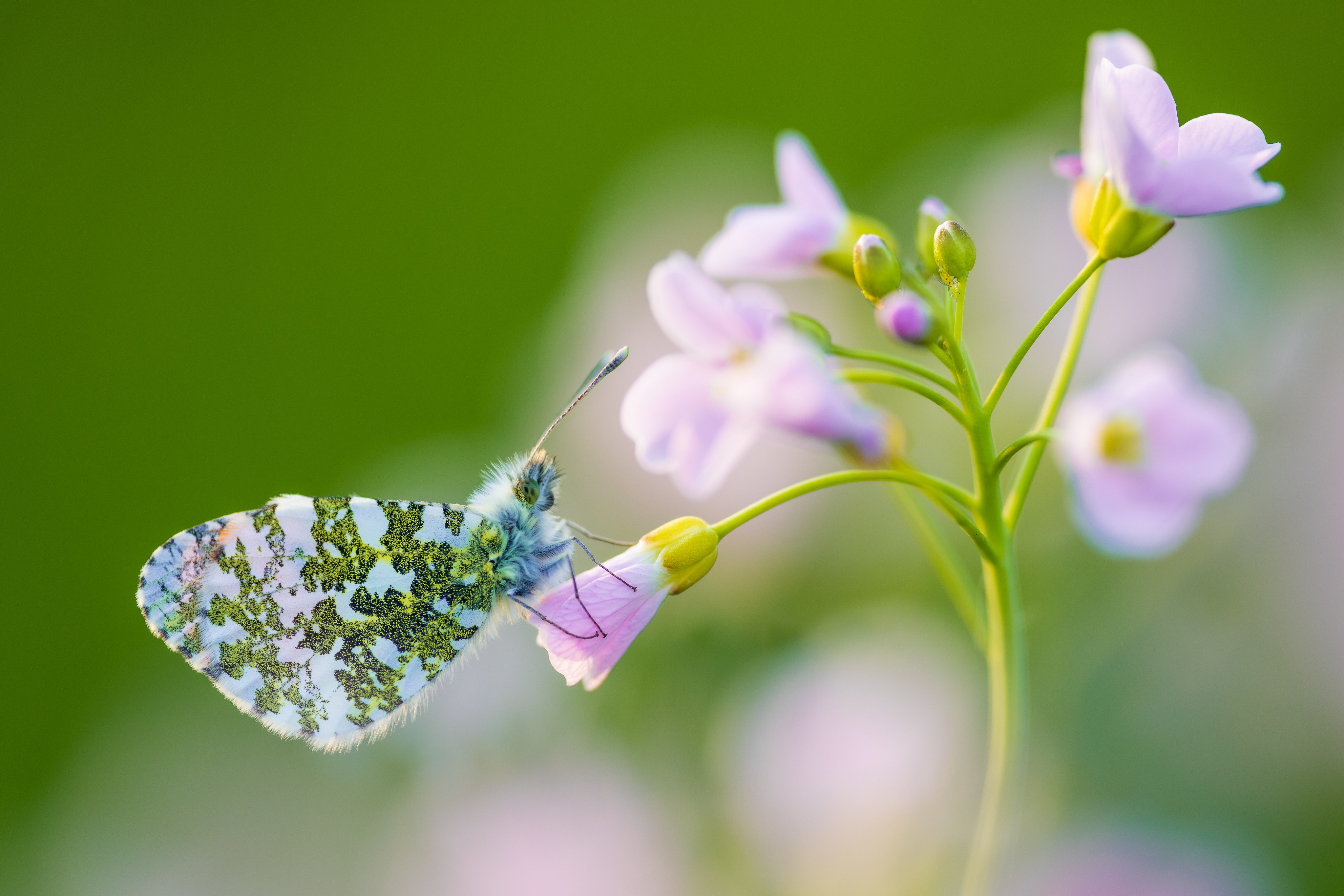 Orange-tip butterfly on a flower HD Wallpaper