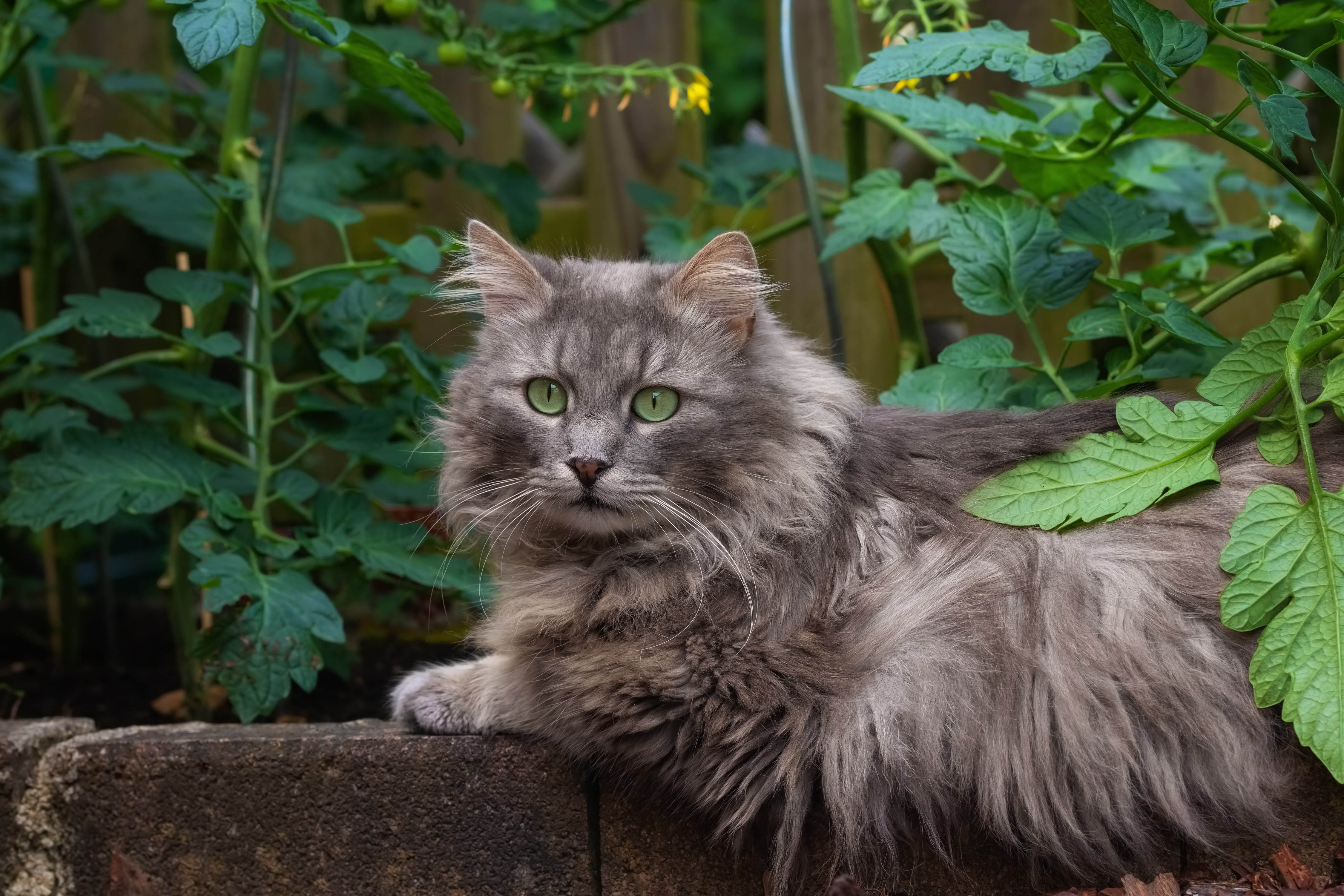 Fluffy gray cat with green eyes in garden HD Wallpaper