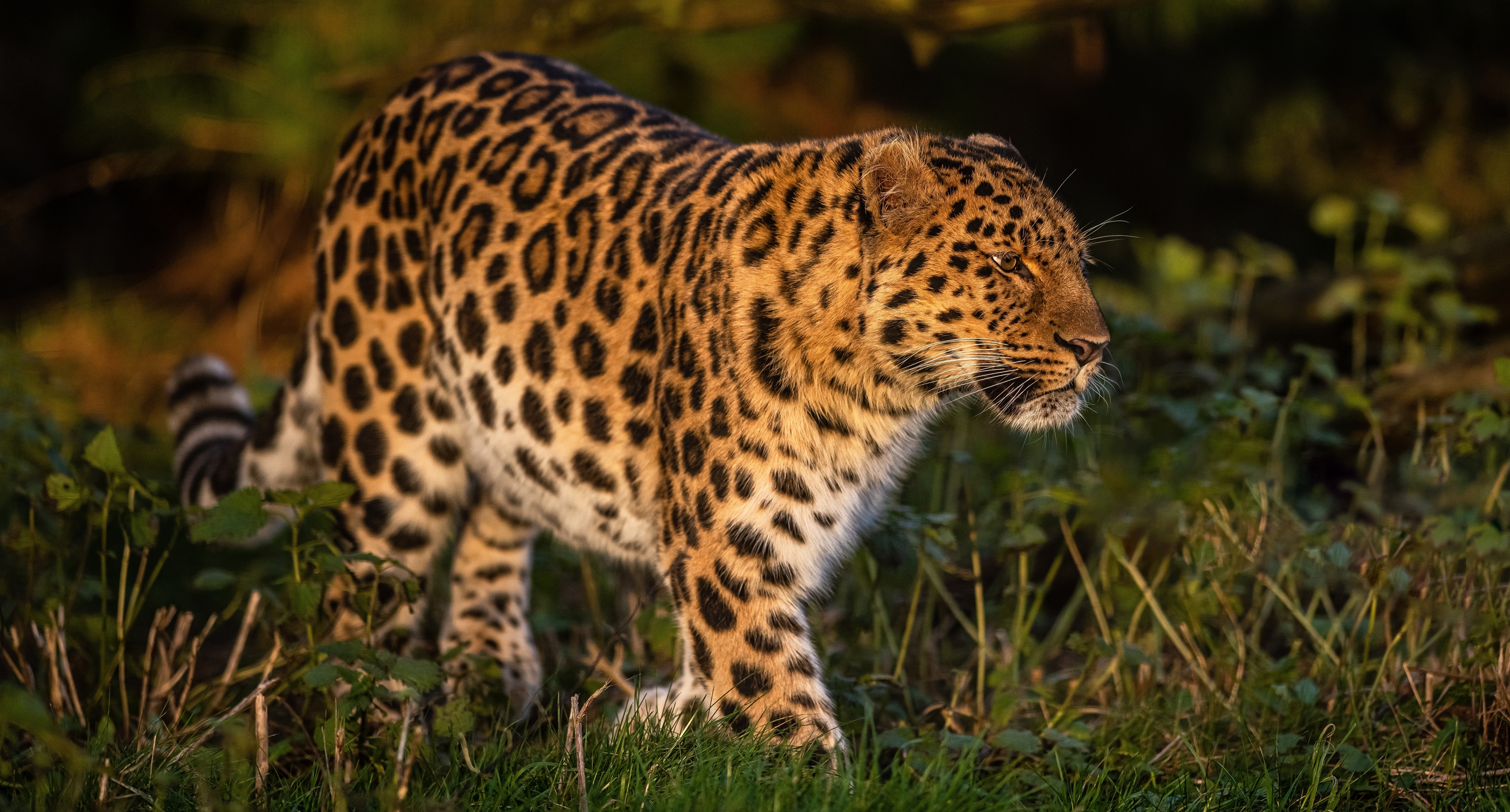 Leopard walking in grass with bokeh background HD Wallpaper