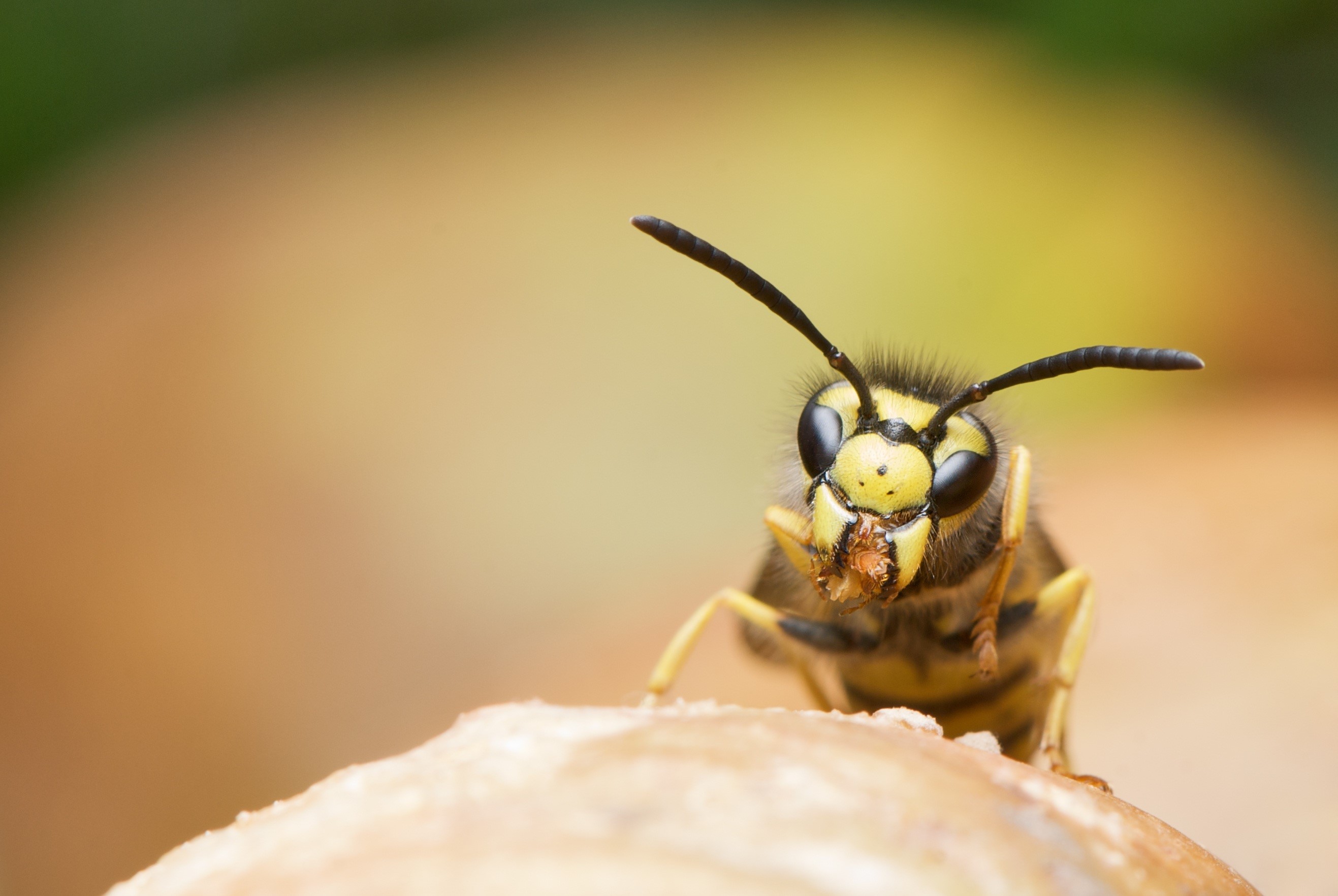 Closeup of a Wasp with Bokeh Background HD Wallpaper