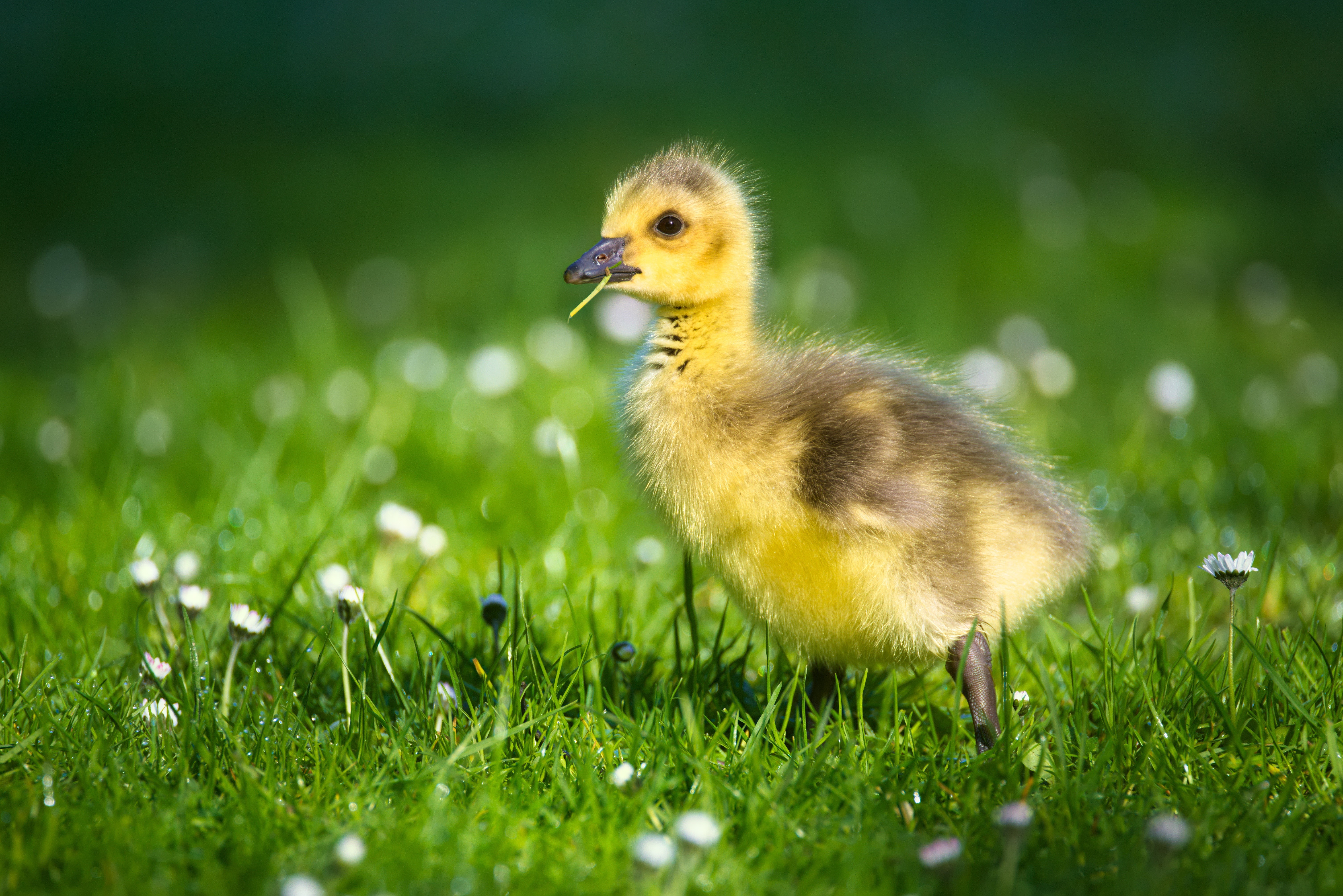 Baby Goose in Green Grass with Daisies HD Wallpaper