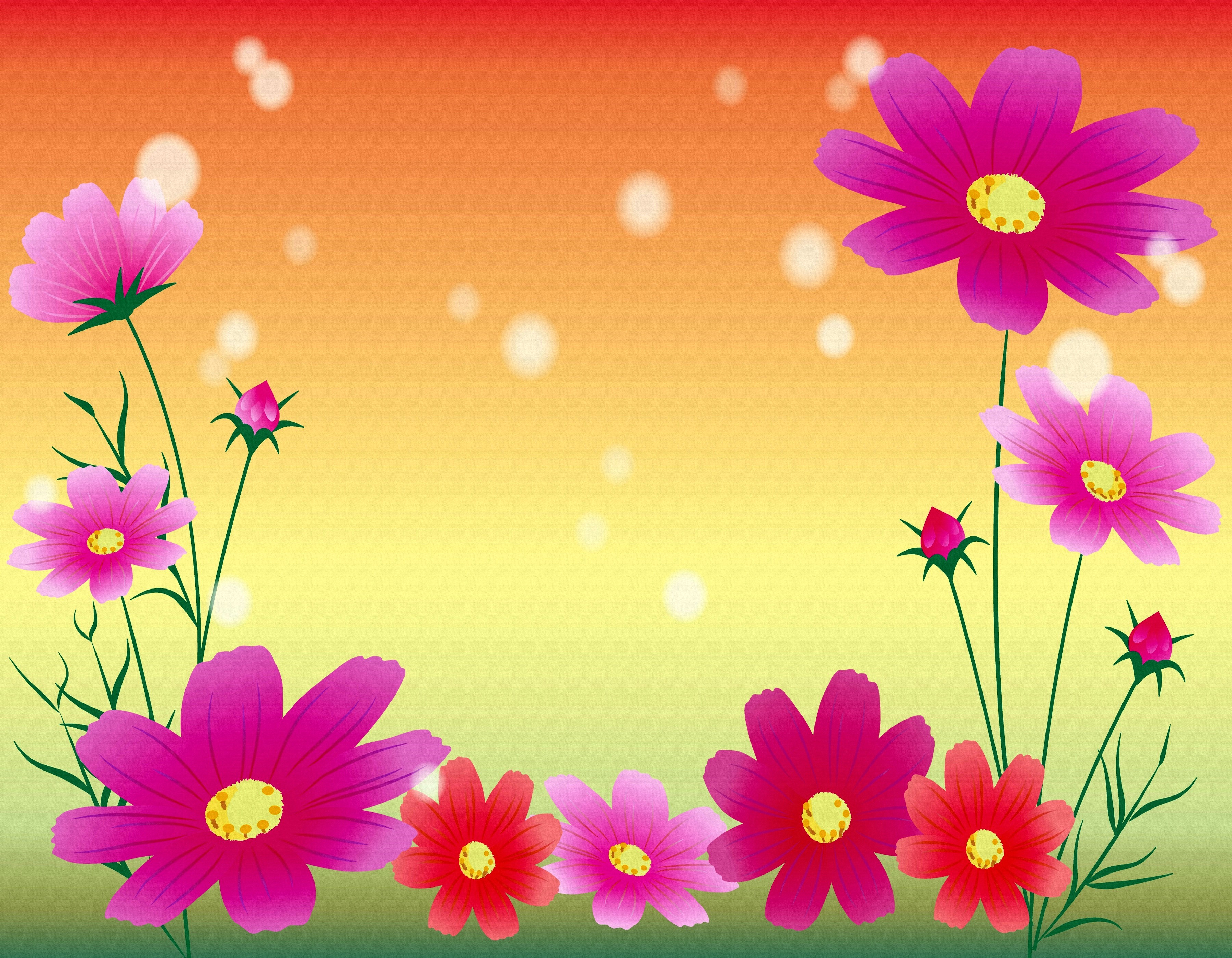 Cosmos flowers on a gradient background HD Wallpaper