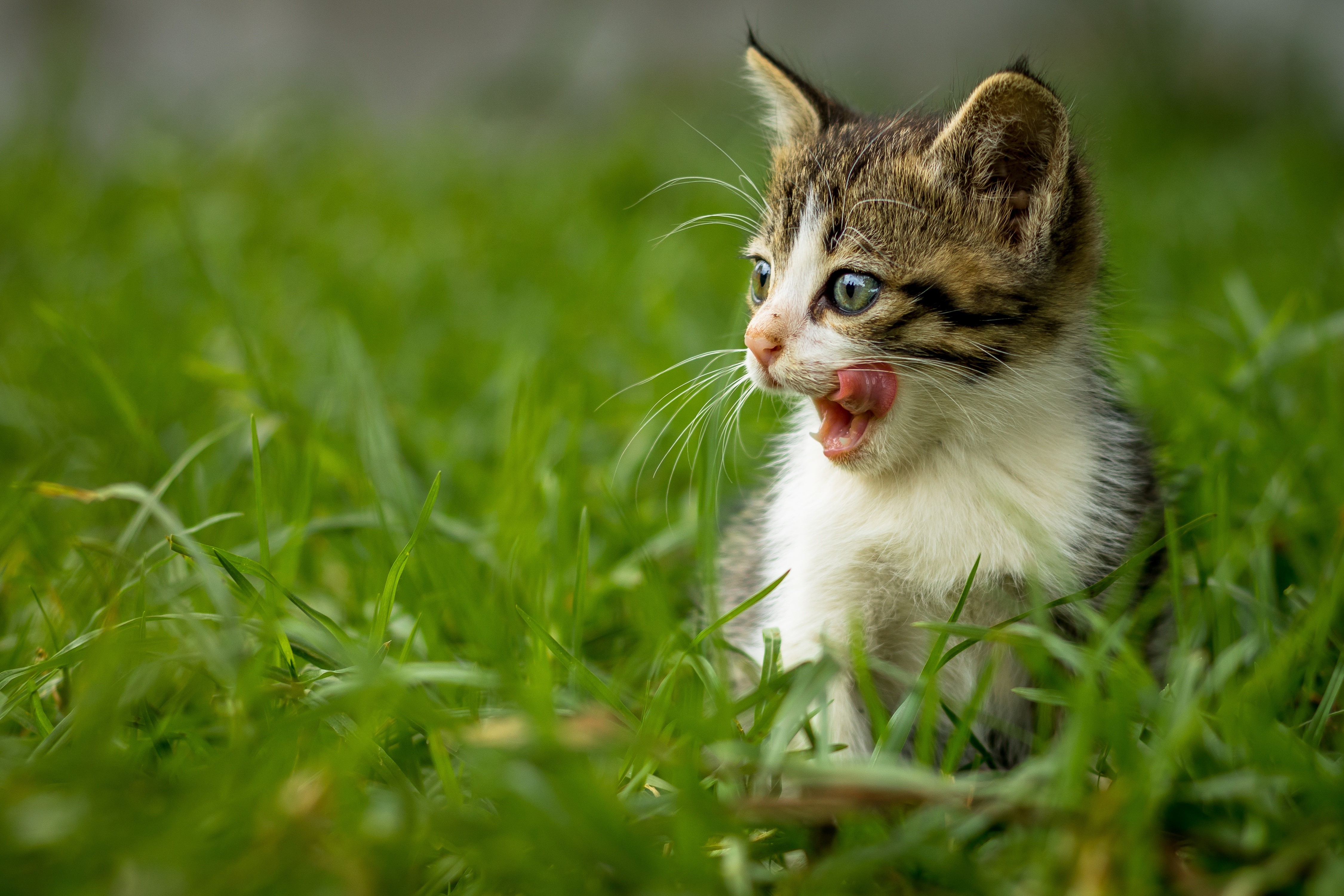 Kitten licking its tongue in green grass HD Wallpaper