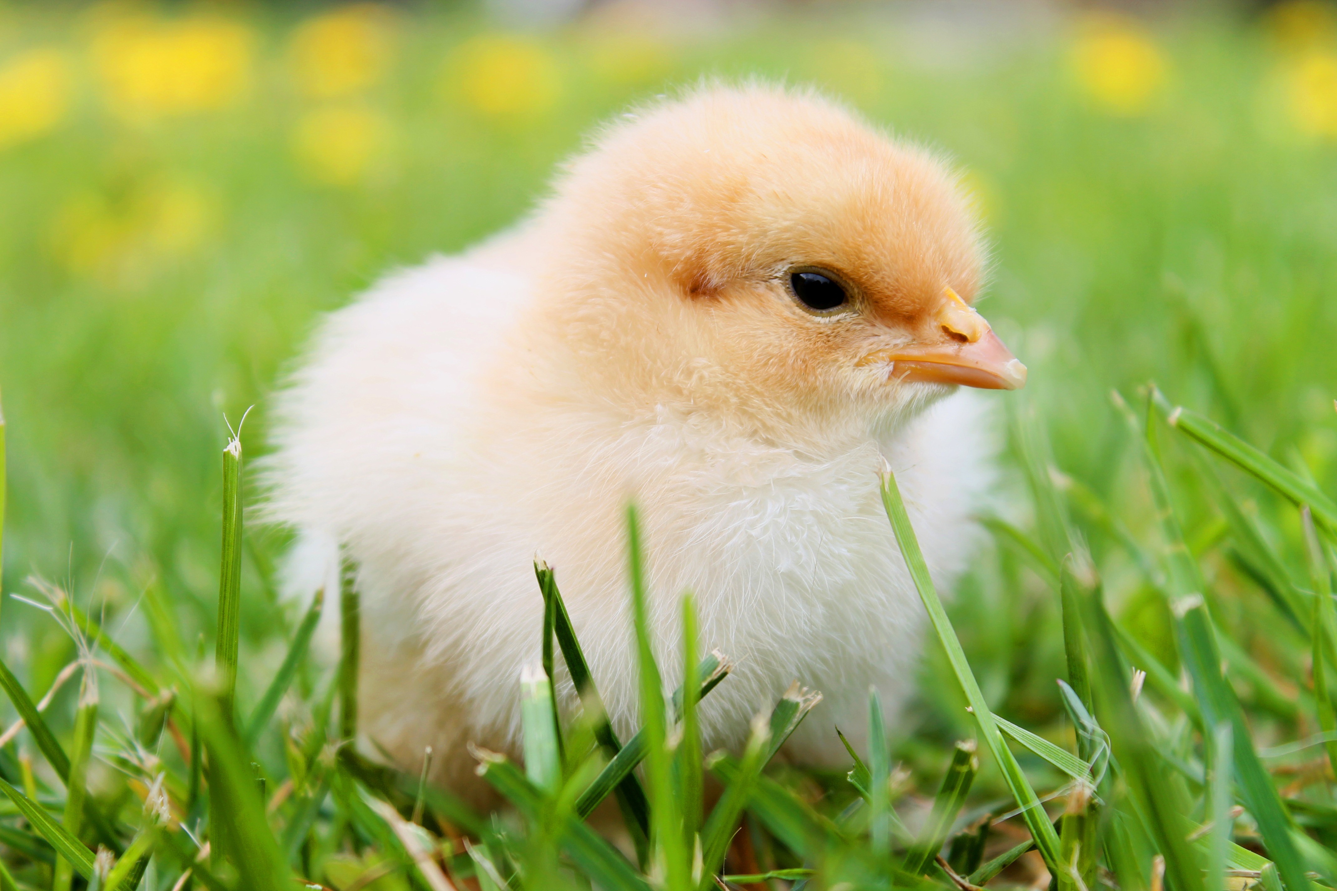 4K Closeup of a Baby Chick in Grass HD Wallpaper