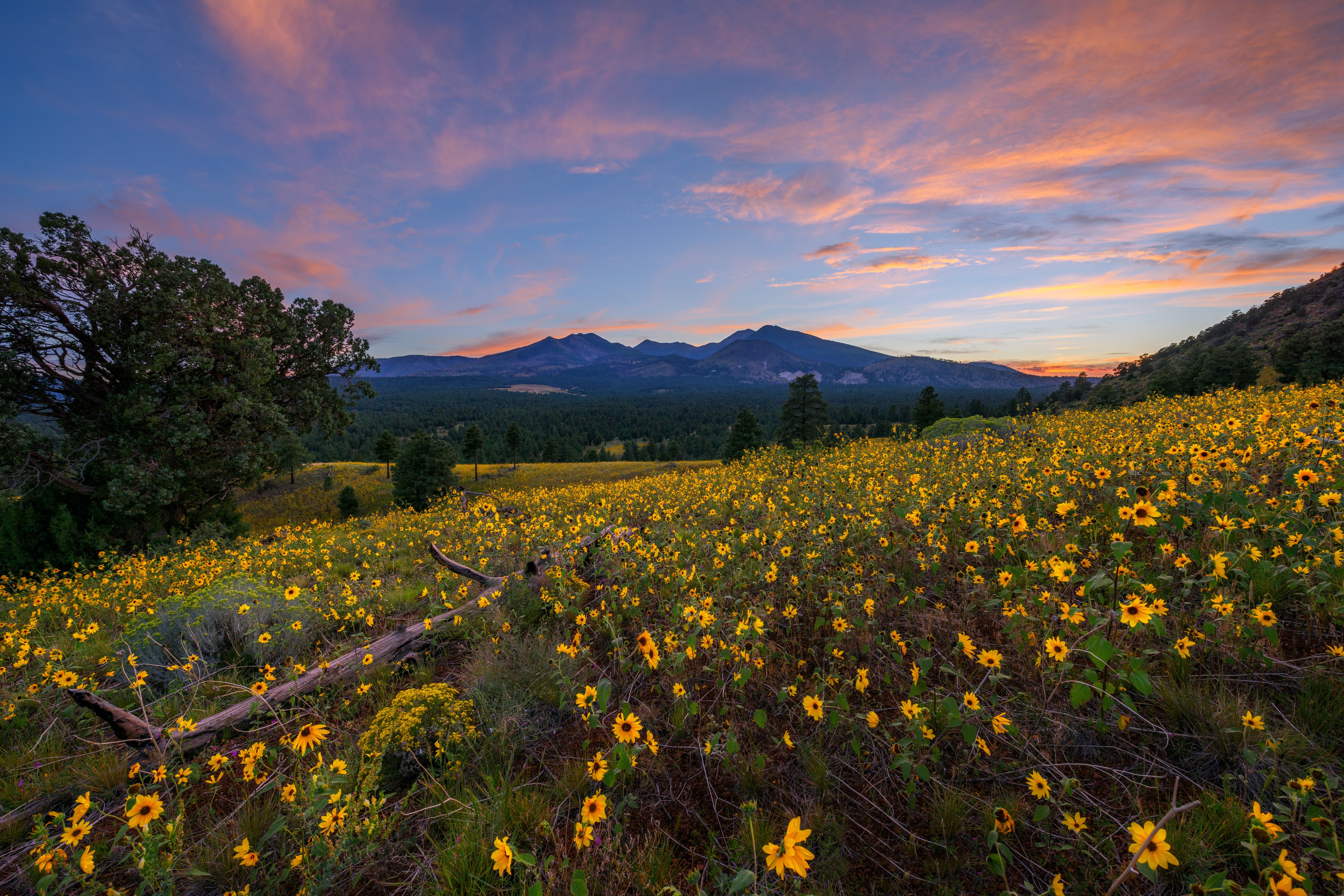 Sunset over Sunflower Field with Mountains in Flagstaff, Arizona HD Wallpaper