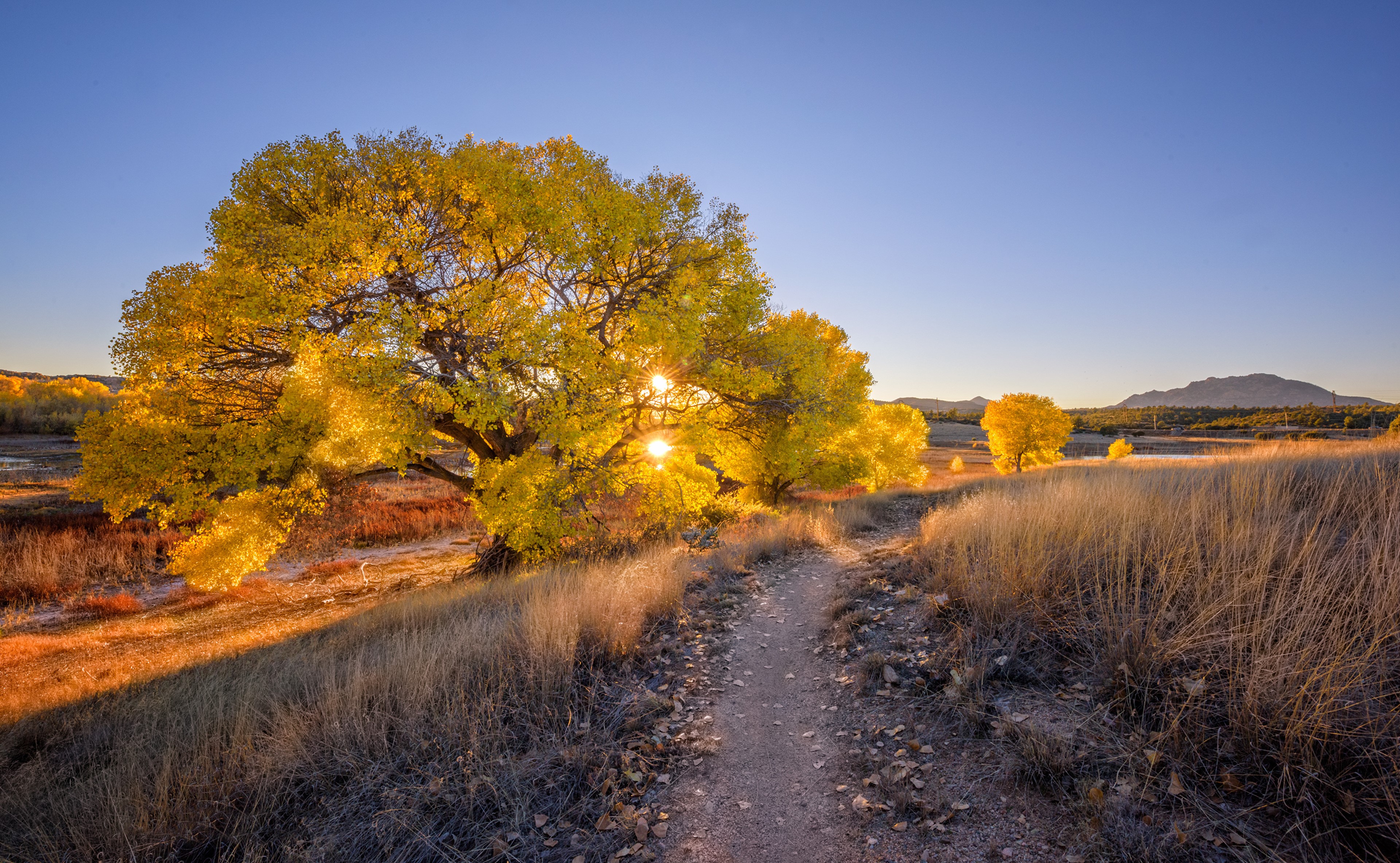 Autumn trees and trail at sunset in Prescott, Arizona HD Wallpaper