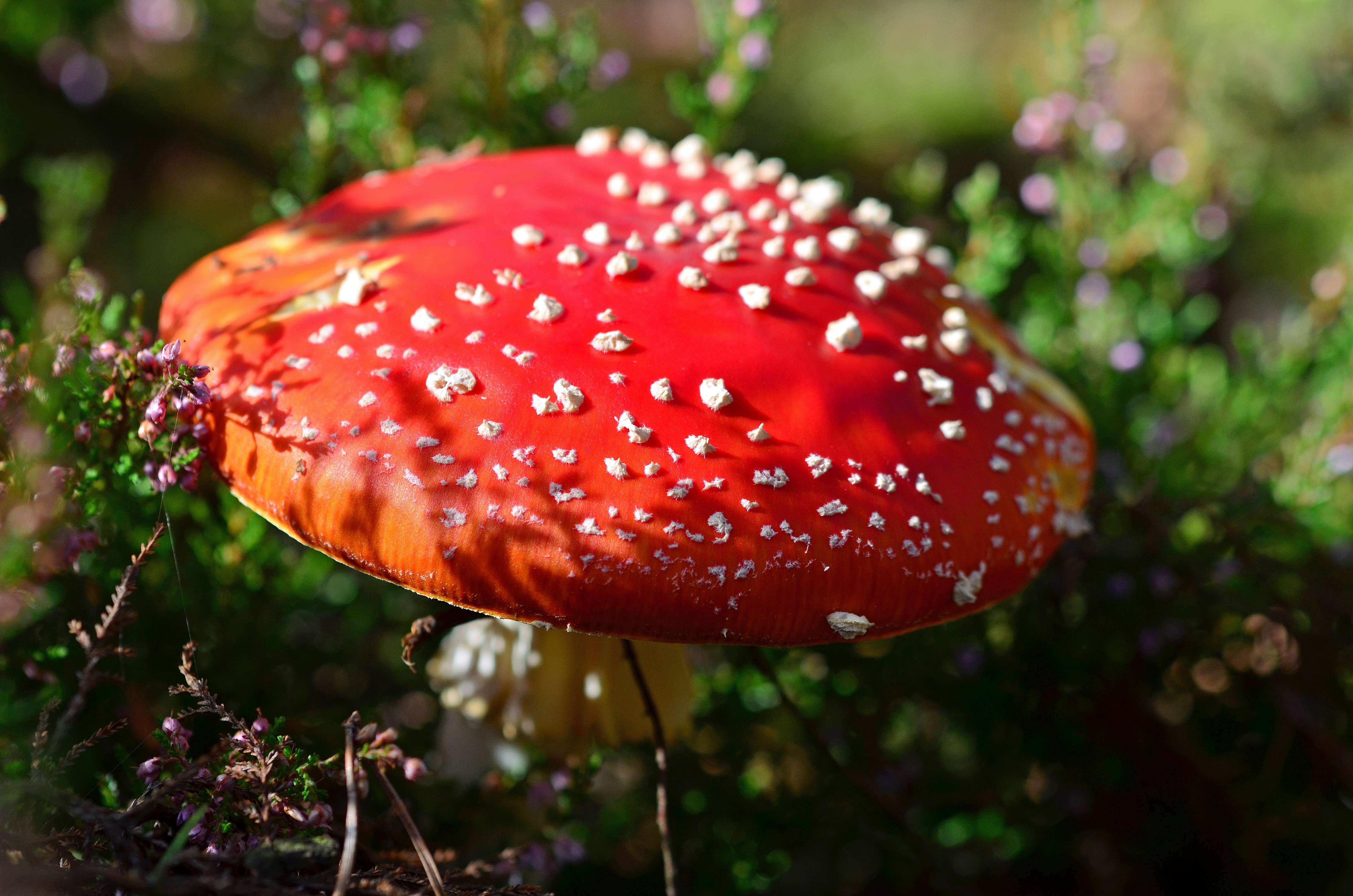 Amanita Muscaria Mushroom in Nature HD Wallpaper