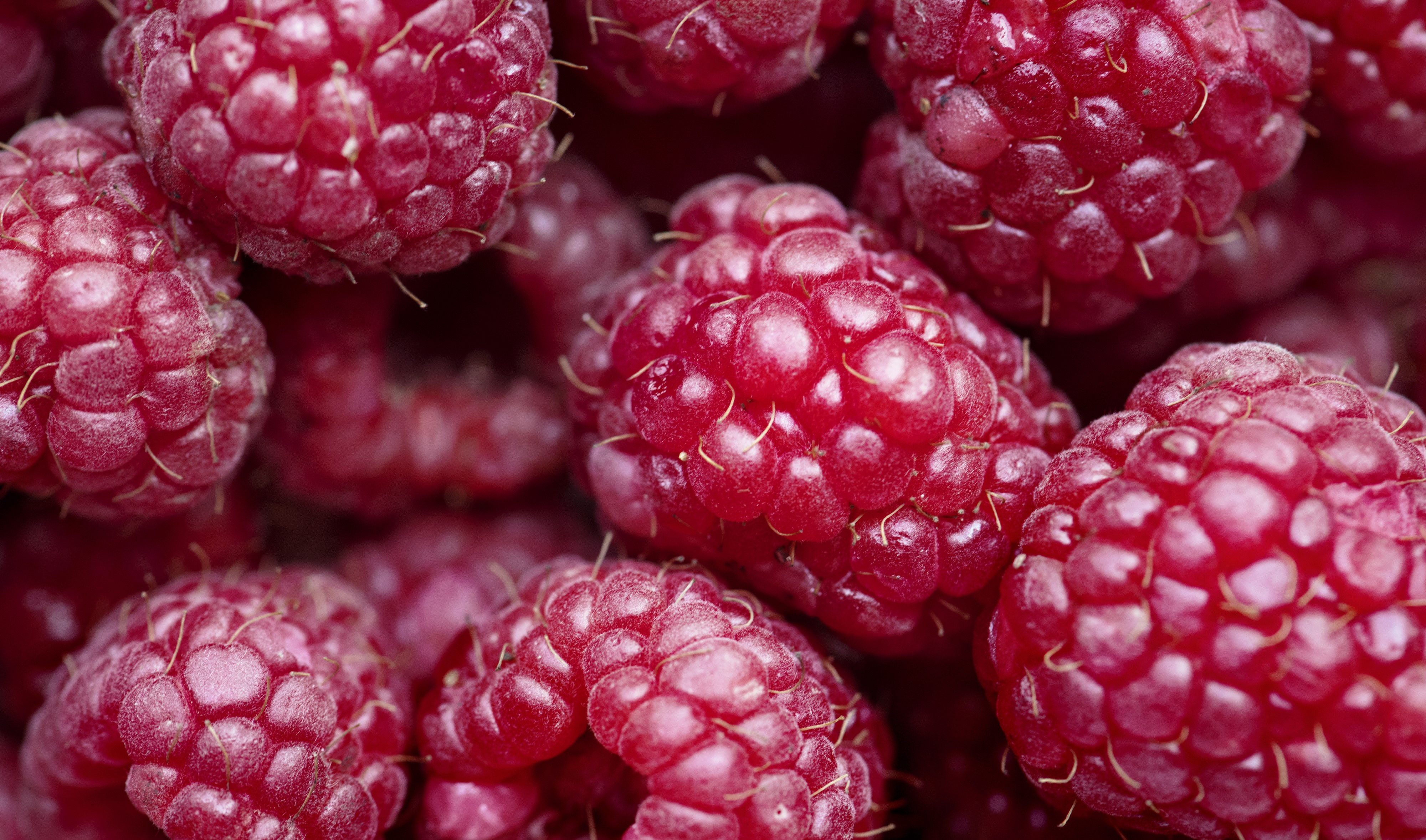 4K Closeup of Red Raspberries HD Wallpaper