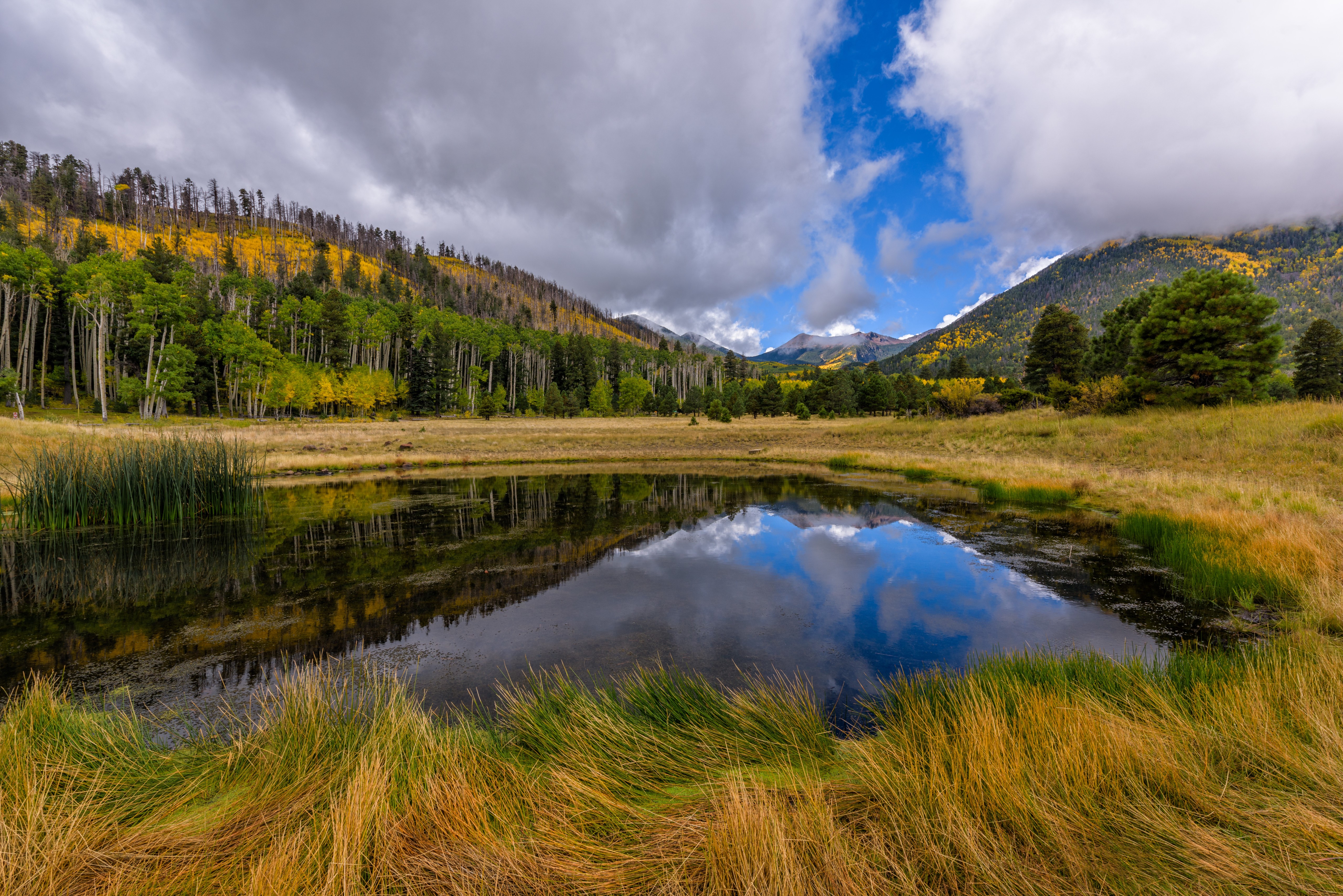 Lockett Meadow Arizona Mountains Forest Pond HD Wallpaper
