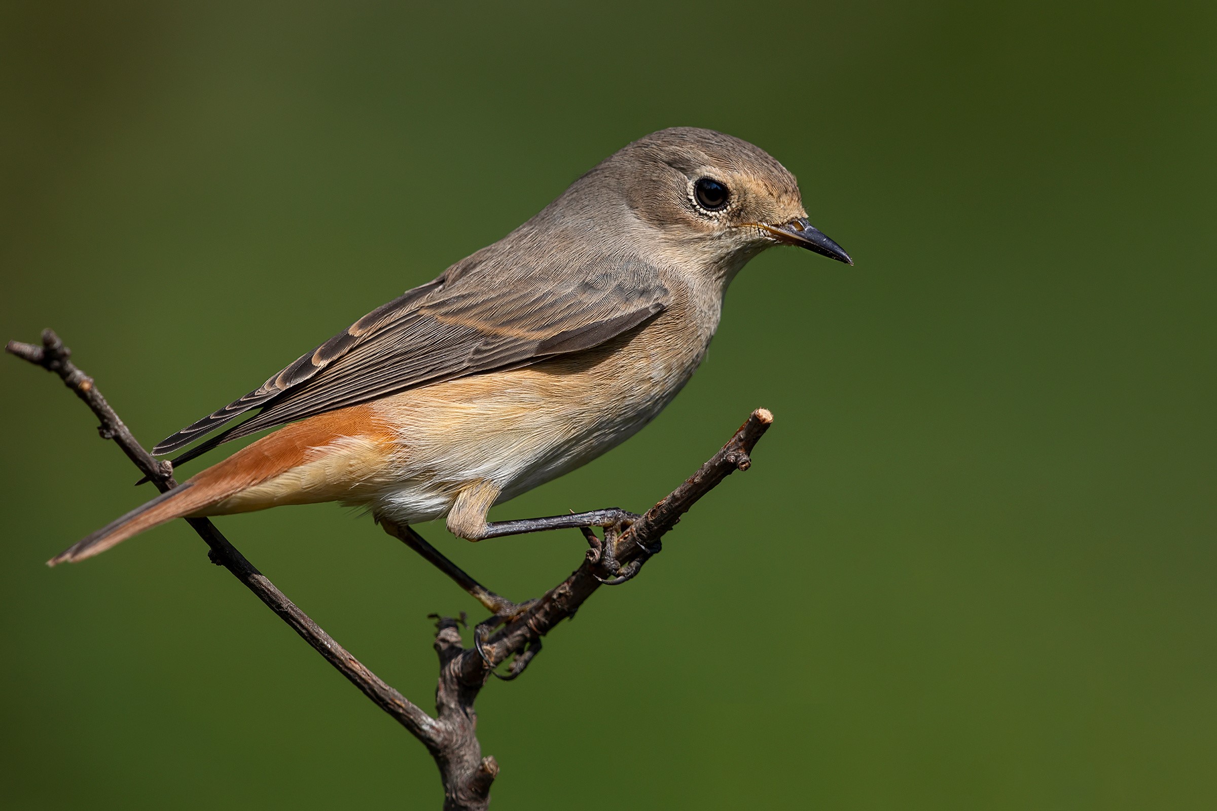 Female Common Redstart bird on a branch HD Wallpaper