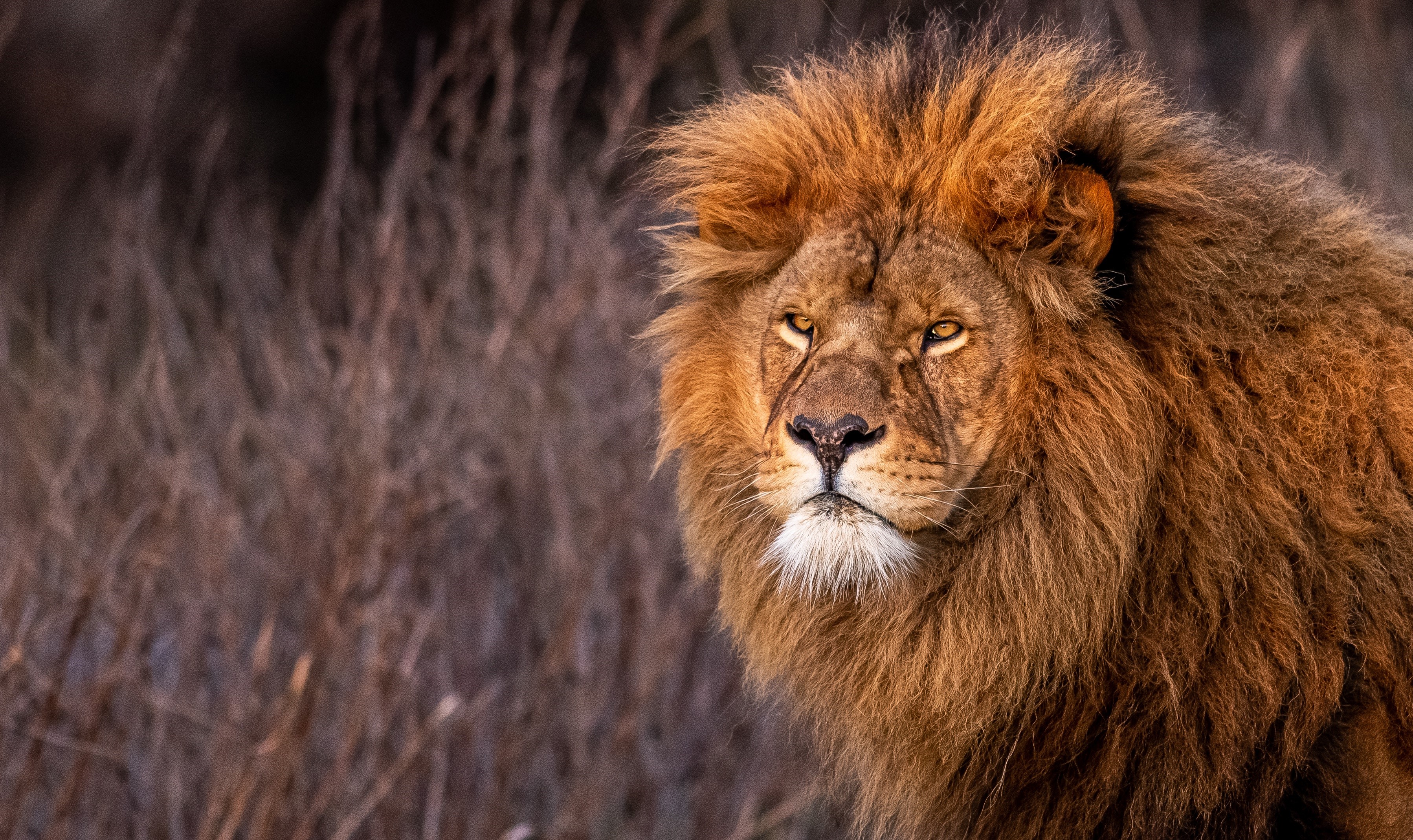 Lion with a mane in tall grass HD Wallpaper