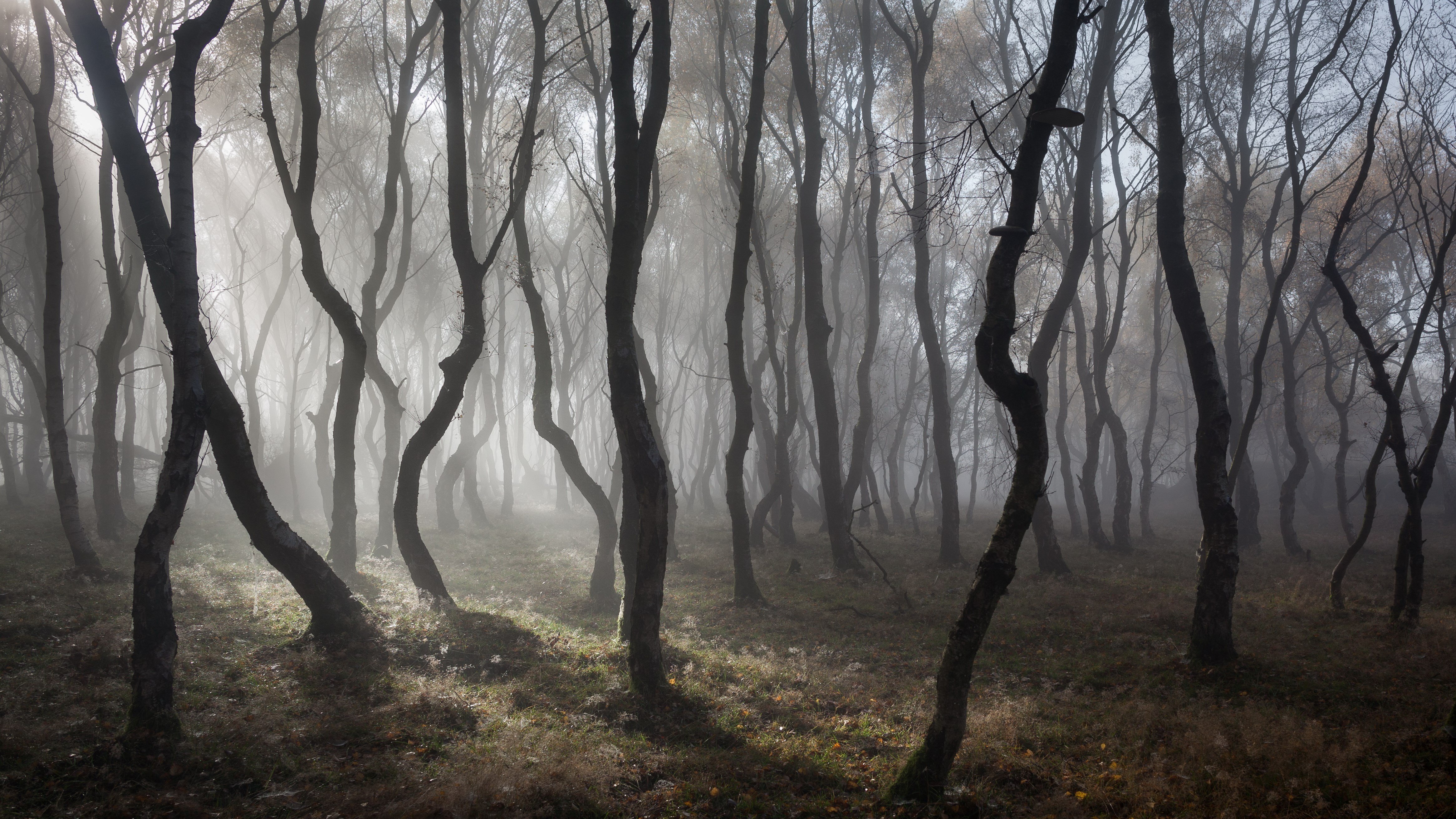 Misty forest with bare trees and sunlight HD Wallpaper