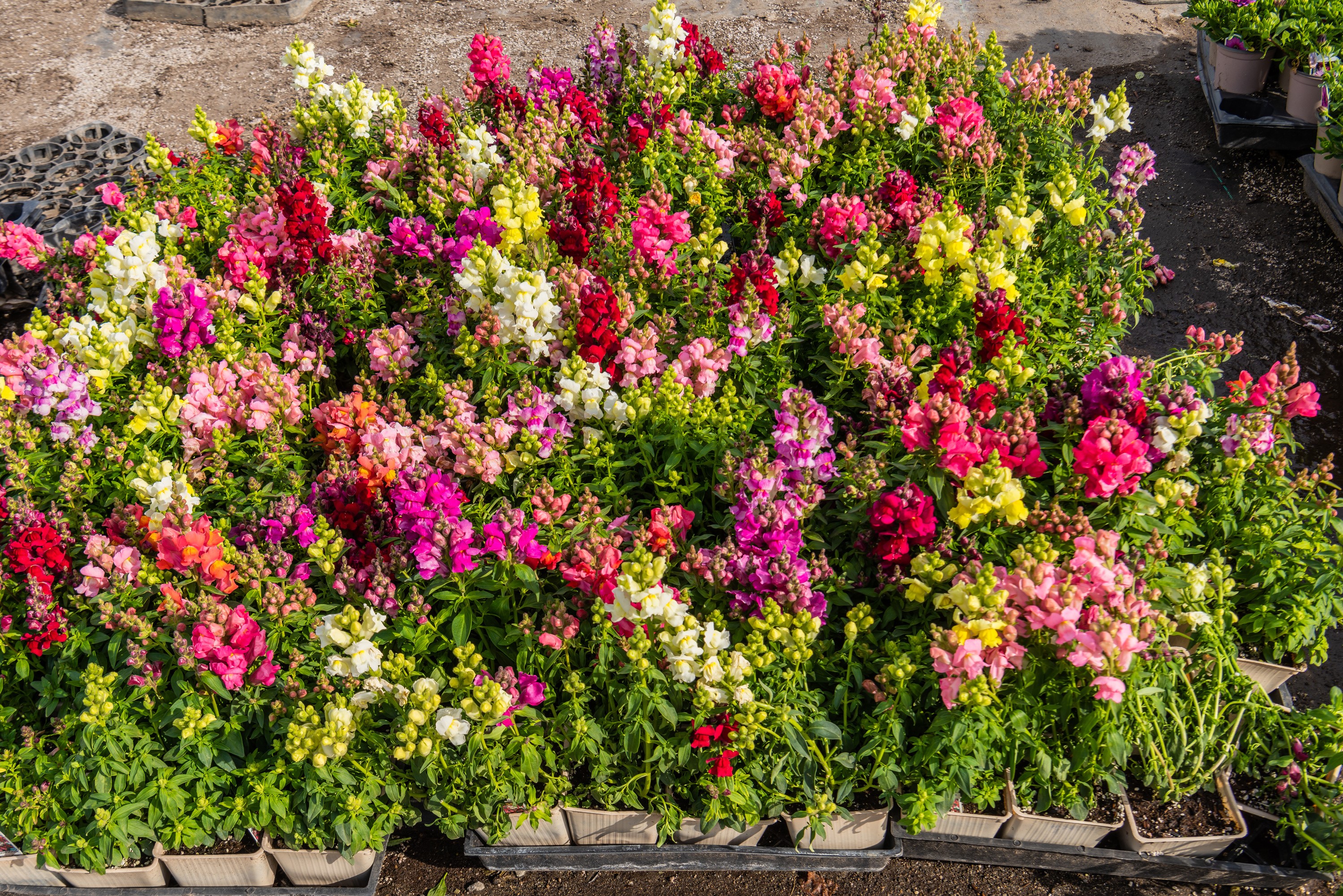 A vibrant display of multicolored snapdragons in pots HD Wallpaper