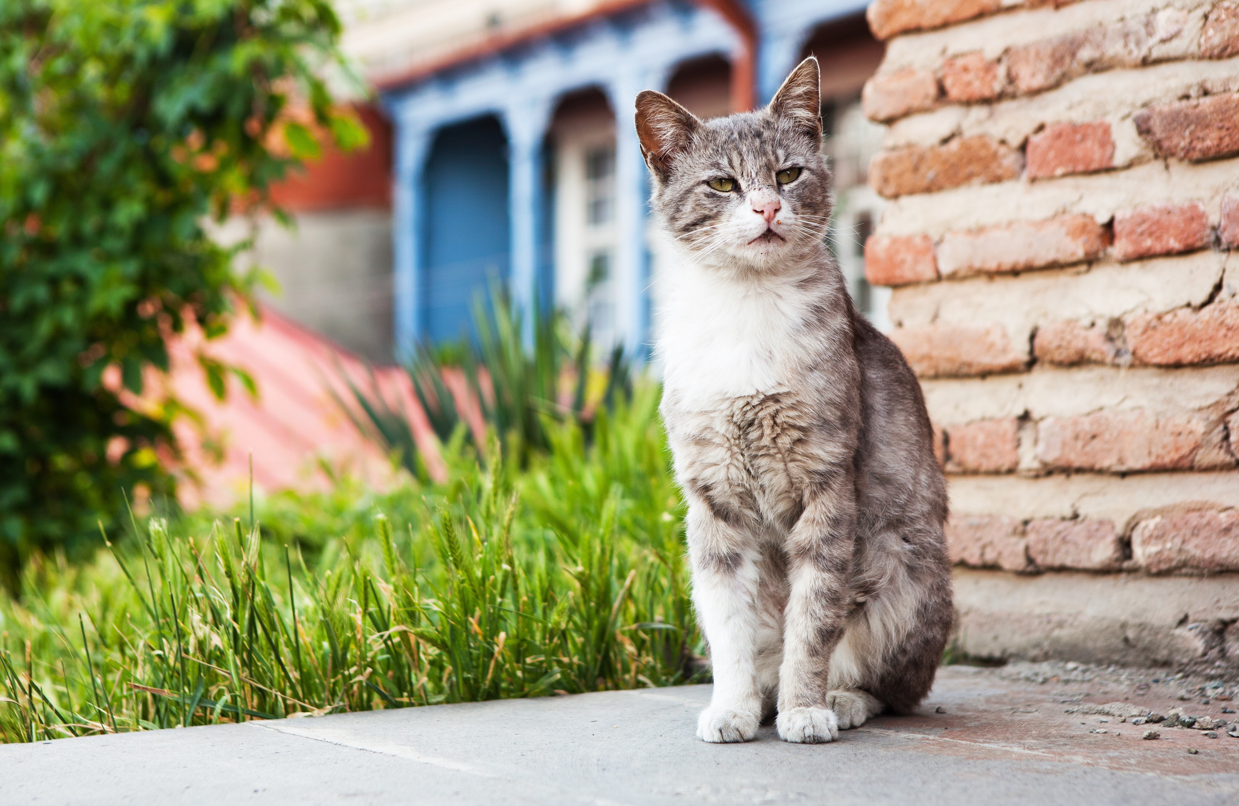 Cat Sitting Near Brick Wall HD Wallpaper