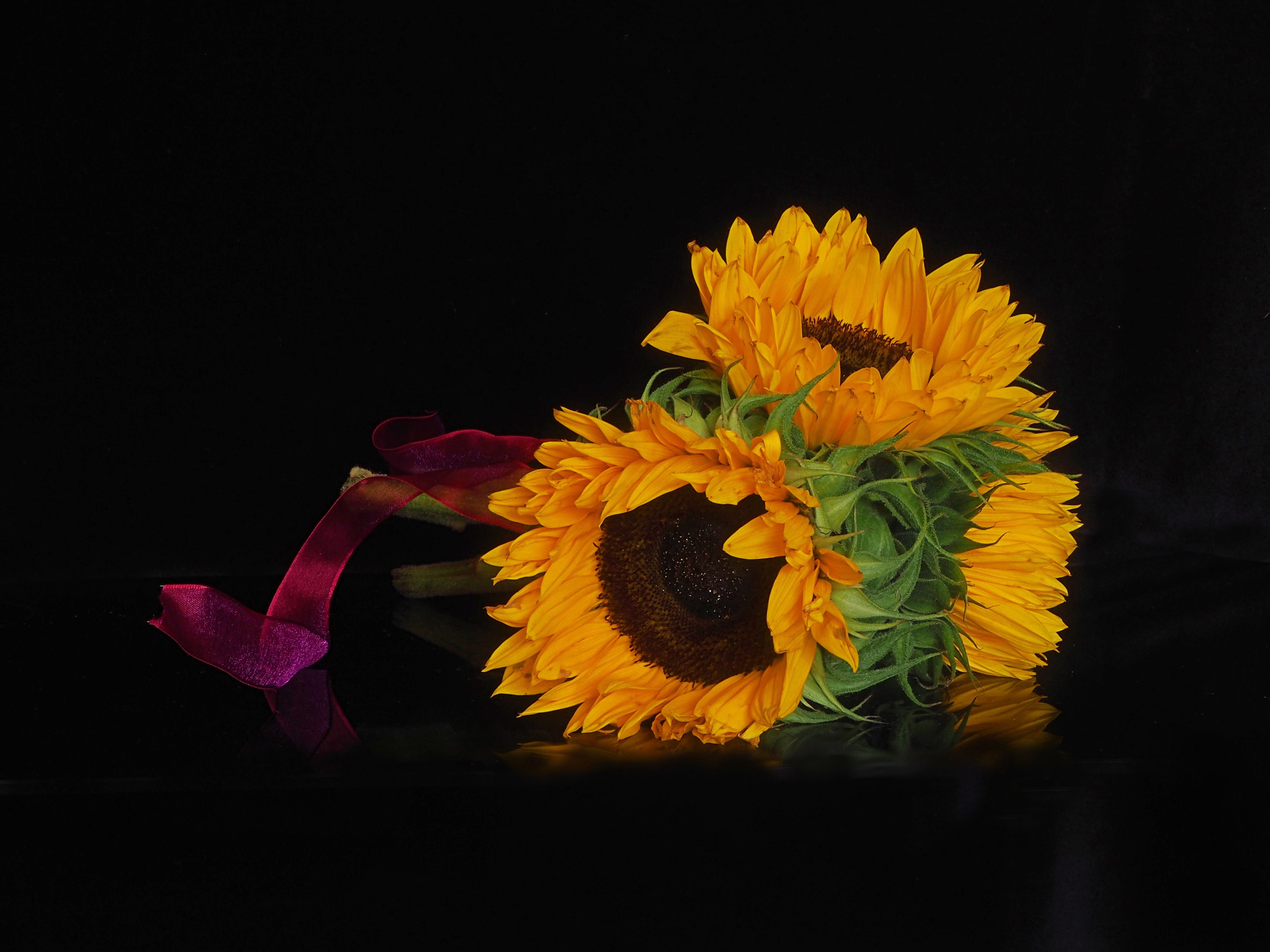 Bouquet of sunflowers with a ribbon on a black background HD Wallpaper