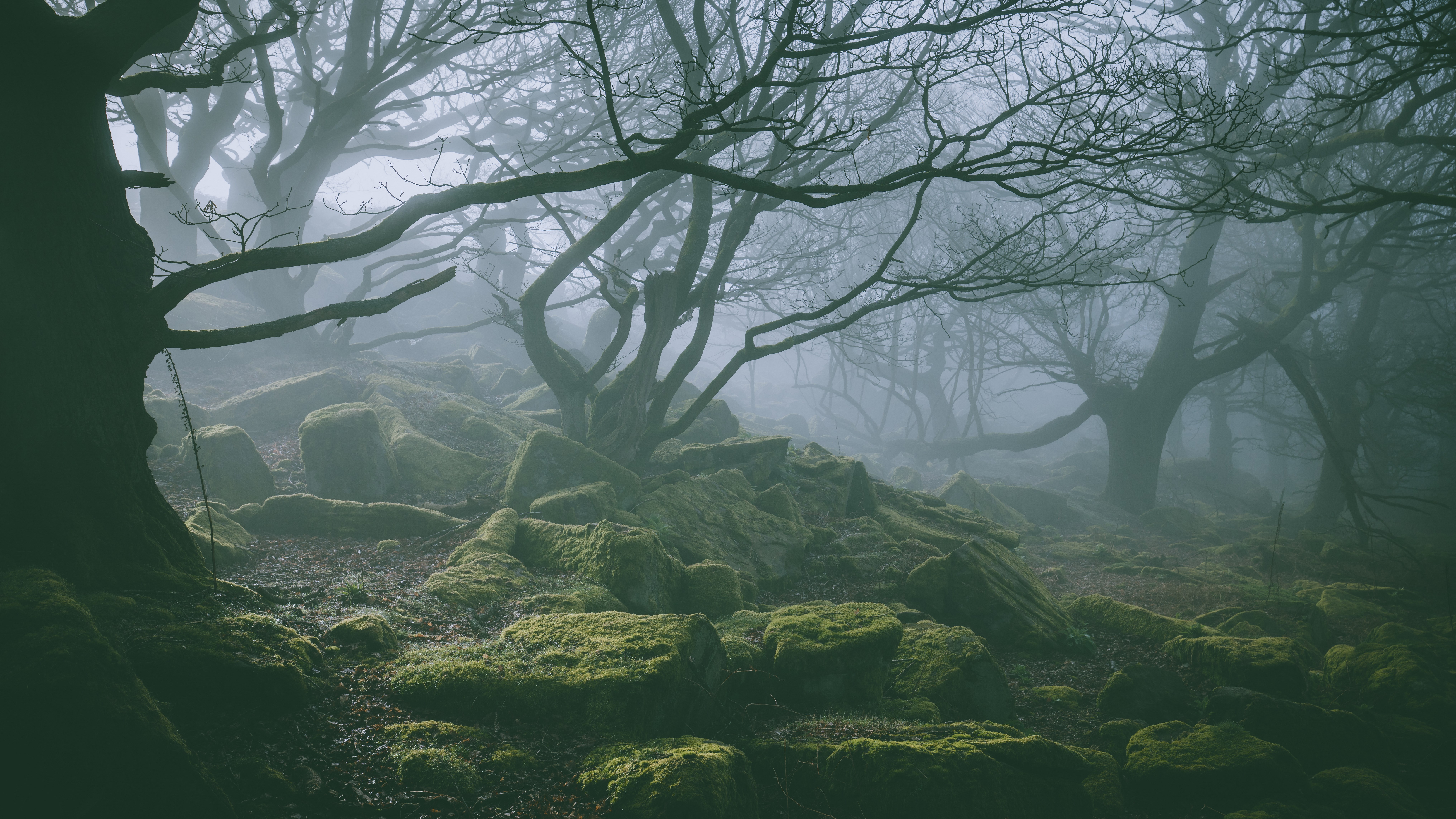 Misty forest with moss-covered rocks and bare trees HD Wallpaper
