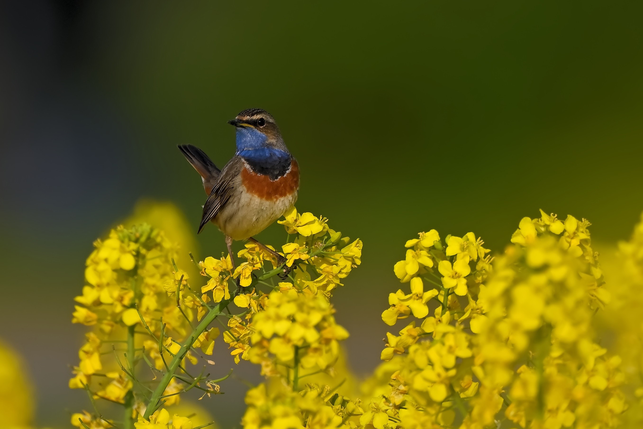 Bluethroat bird on rapeseed flowers HD Wallpaper