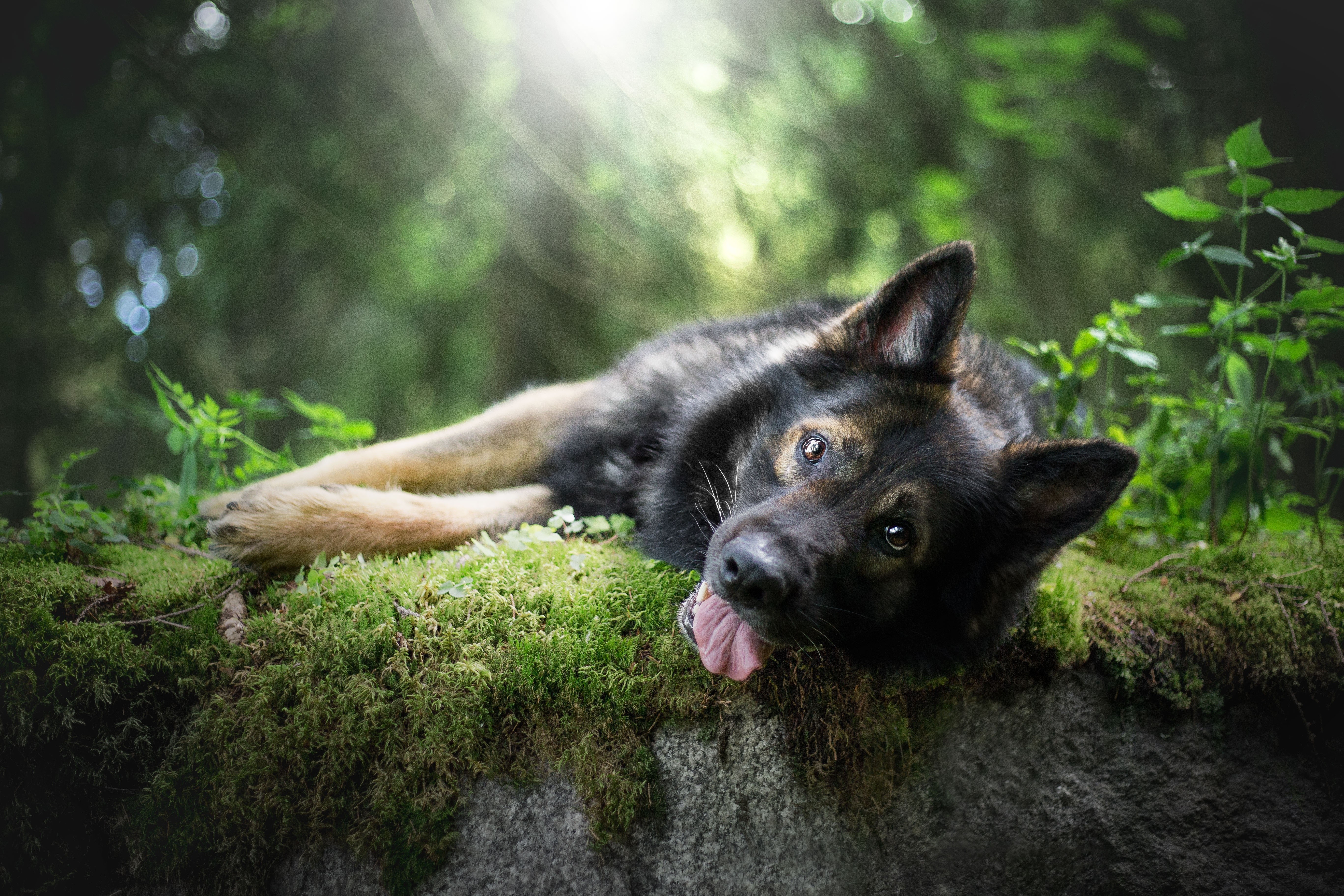 German Shepherd dog lying on mossy rock HD Wallpaper