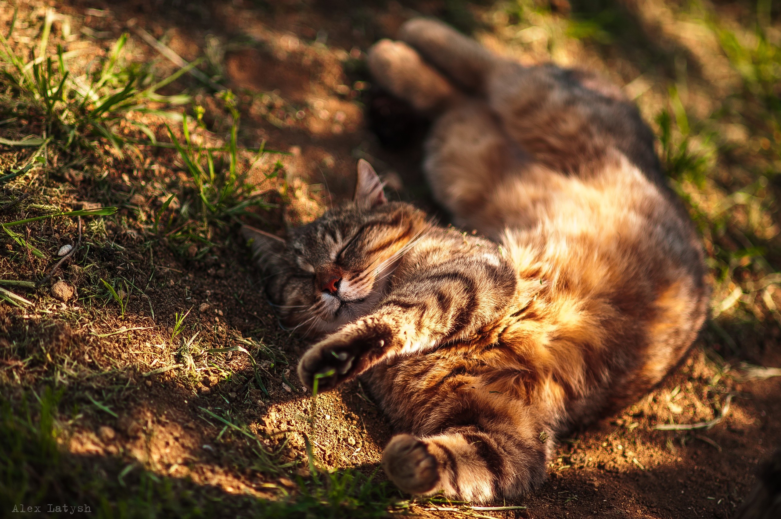 Cat sleeping on the ground in sunlight HD Wallpaper