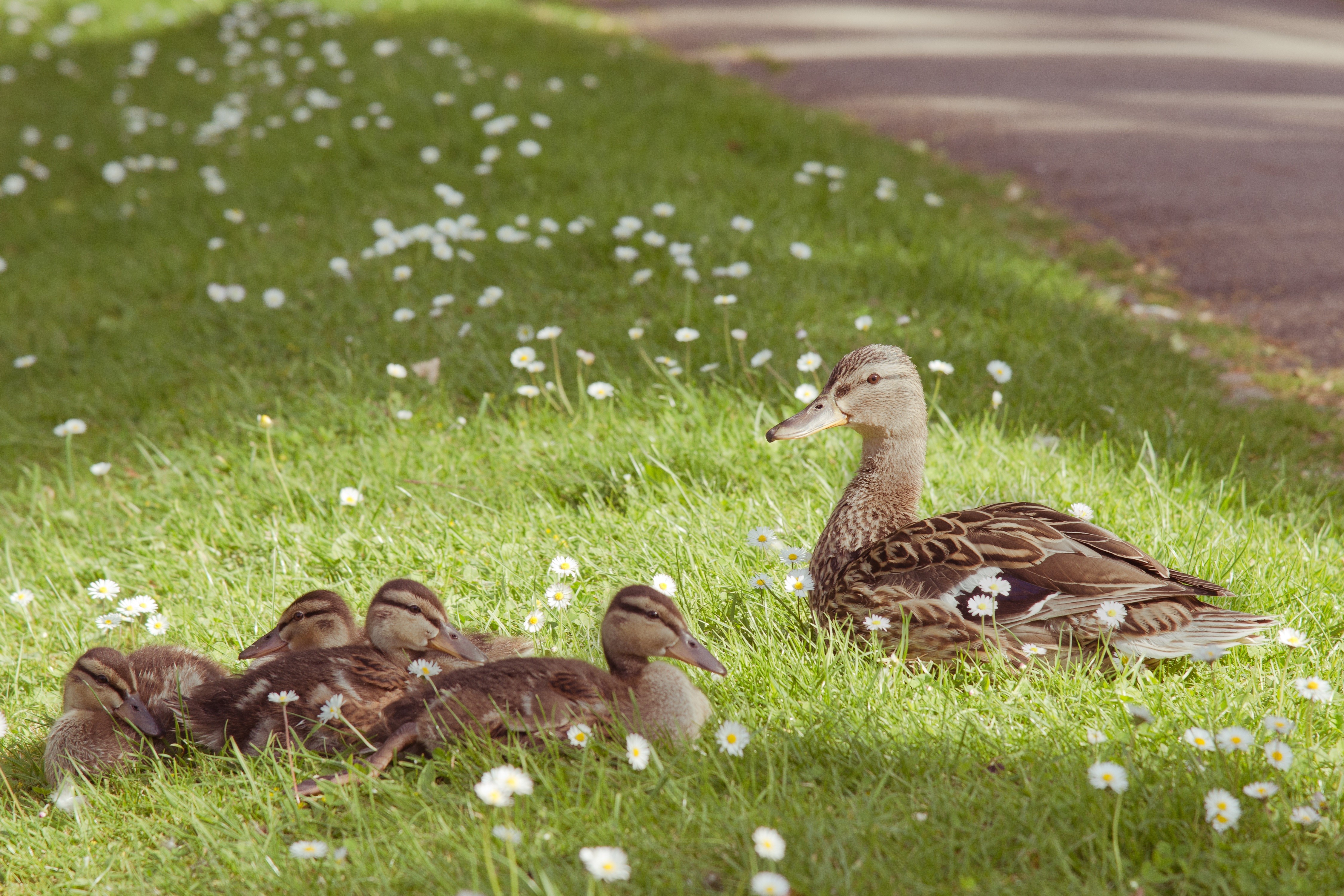 Mother duck and ducklings in grass with daisies HD Wallpaper