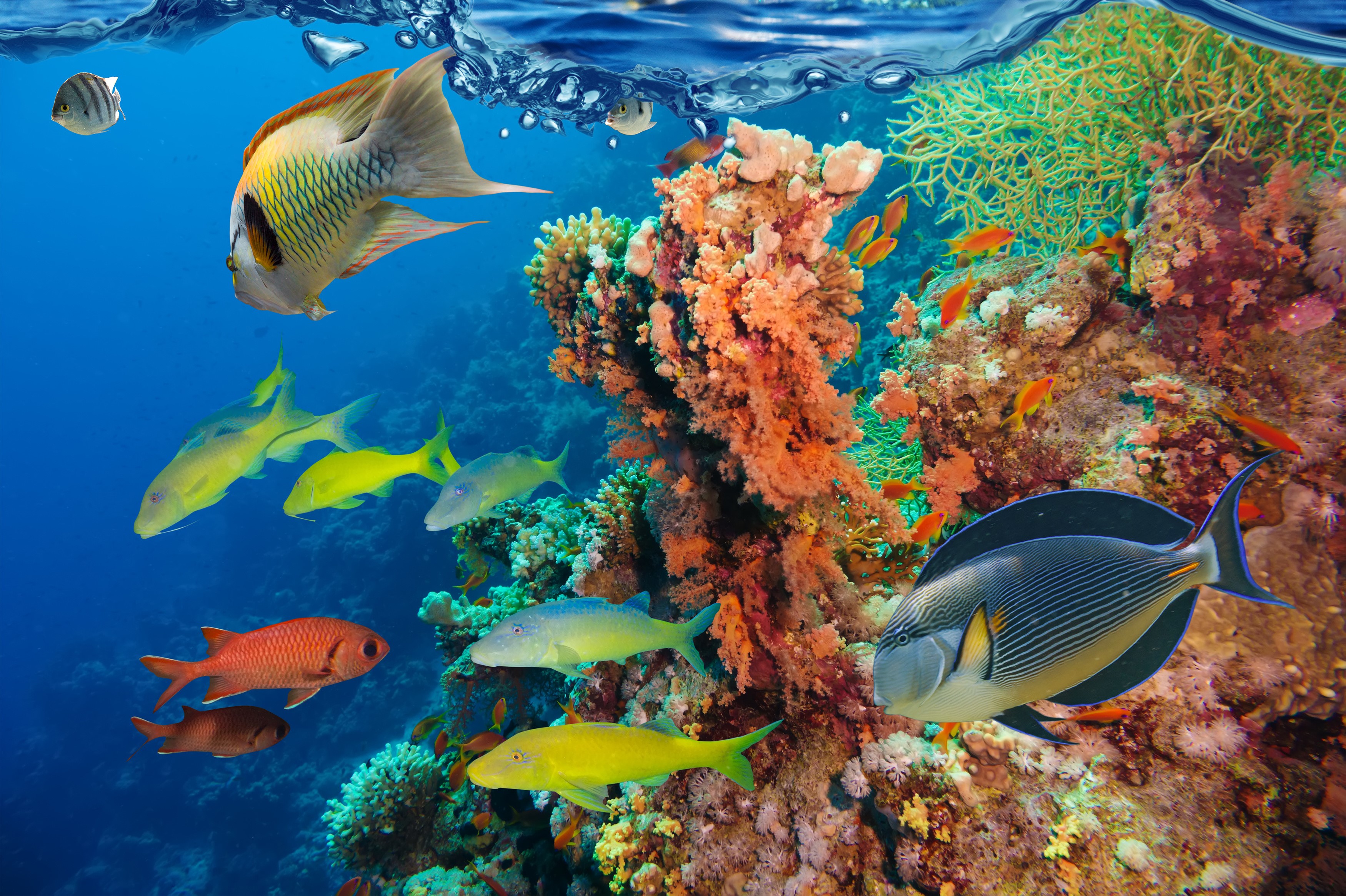 Underwater world with fish and corals HD Wallpaper