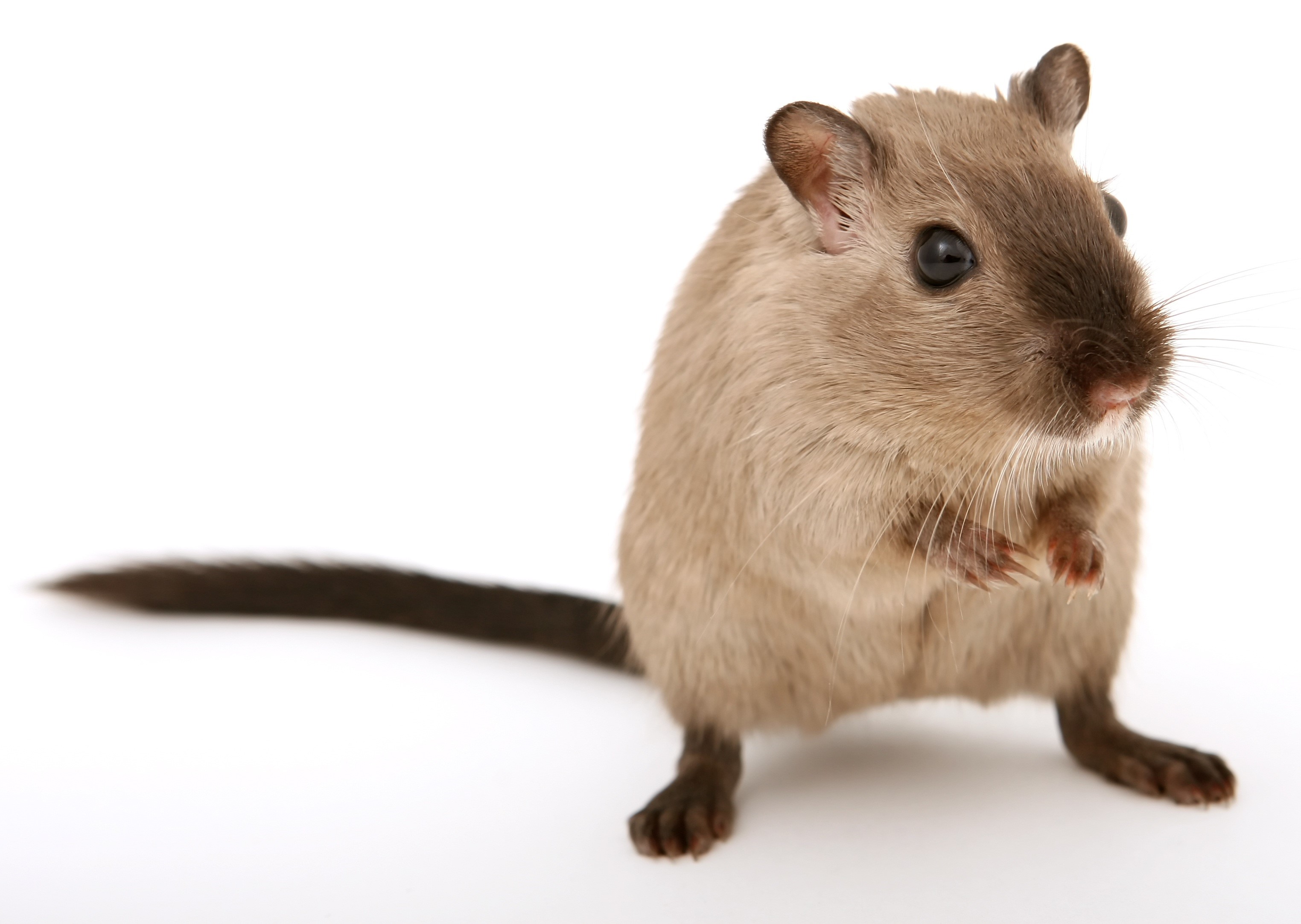Gerbil on a white background HD Wallpaper