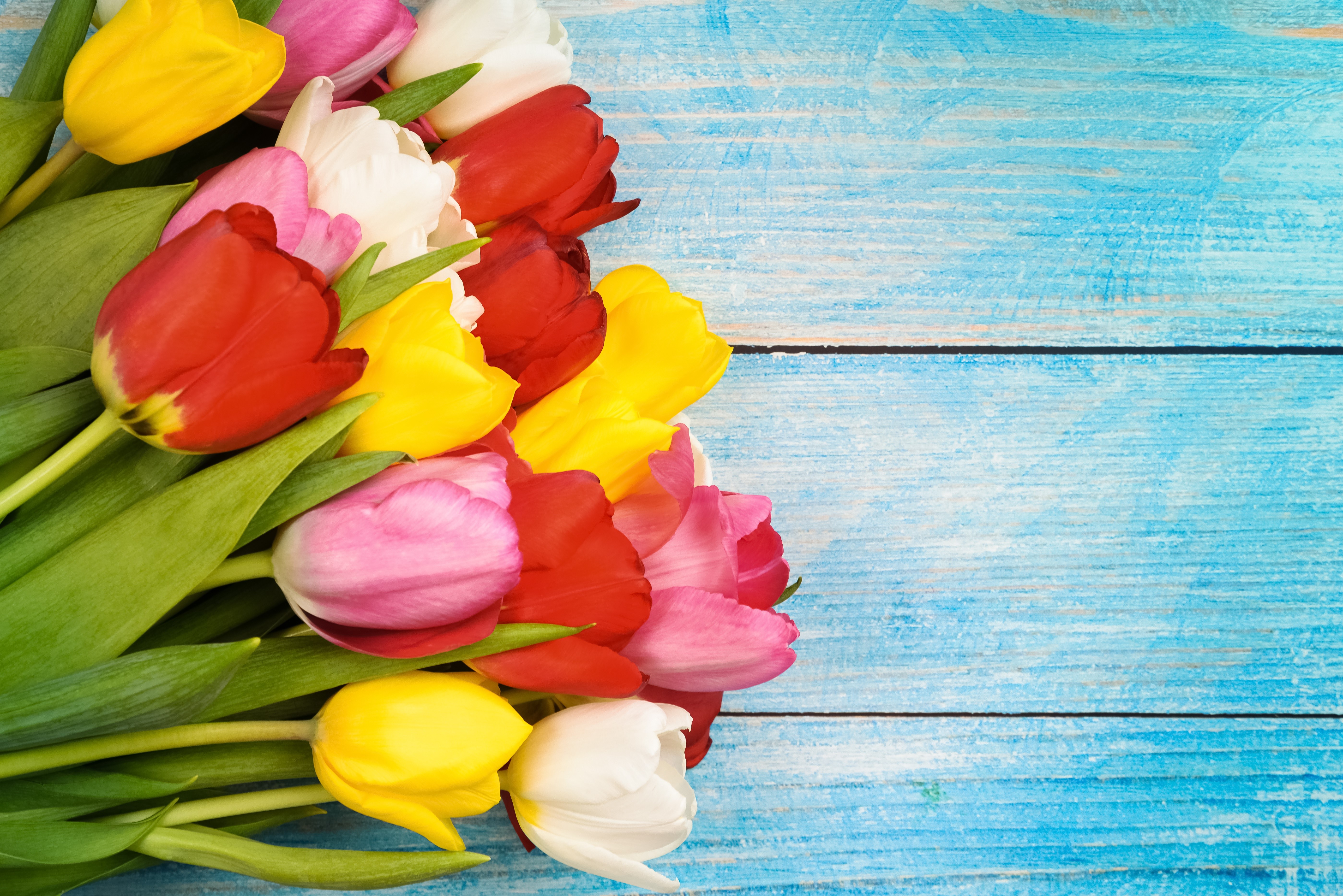 Multicolor Tulips on Blue Wood Planks HD Wallpaper