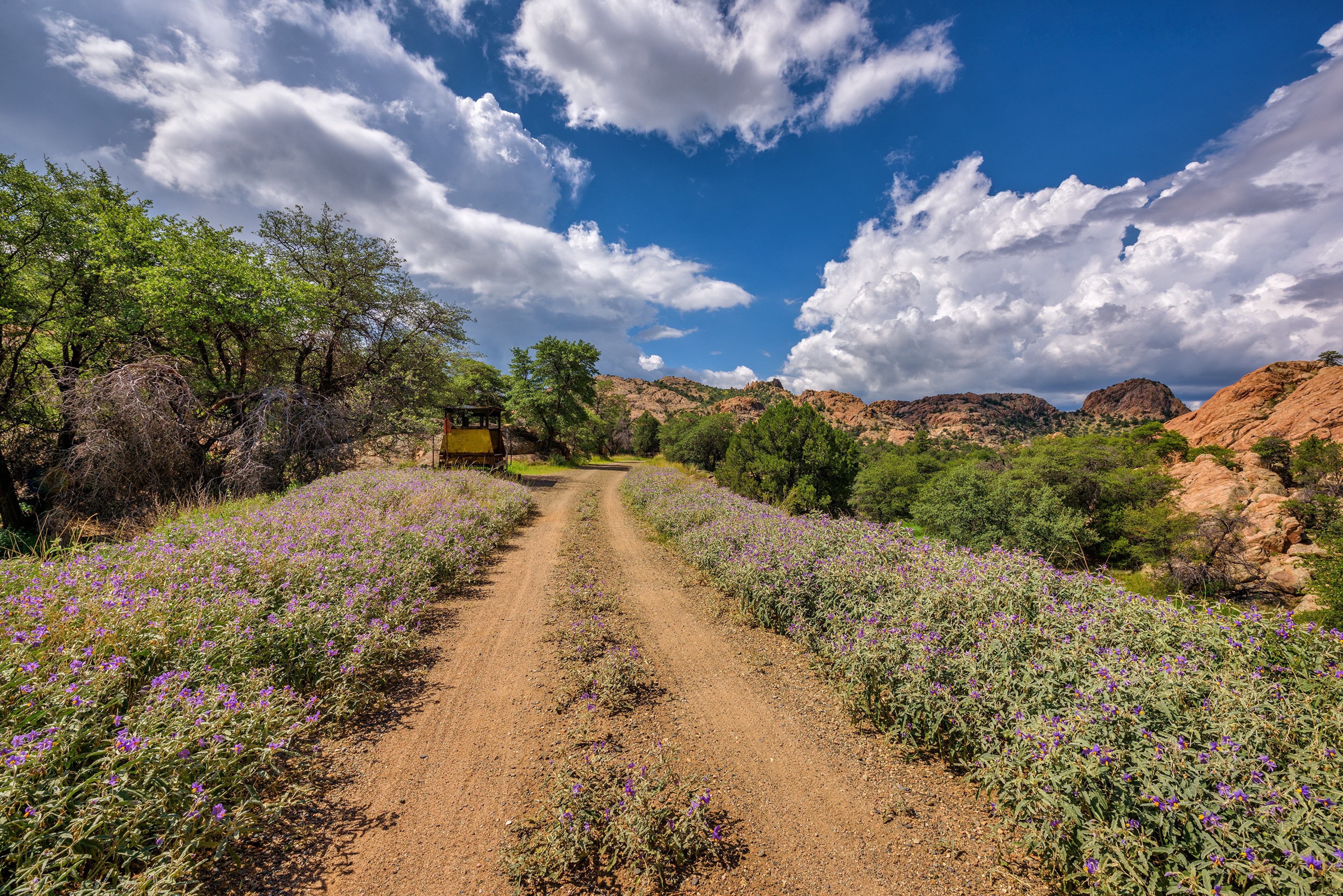 Dirt Road Lined with Purple Flowers in Arizona HD Wallpaper