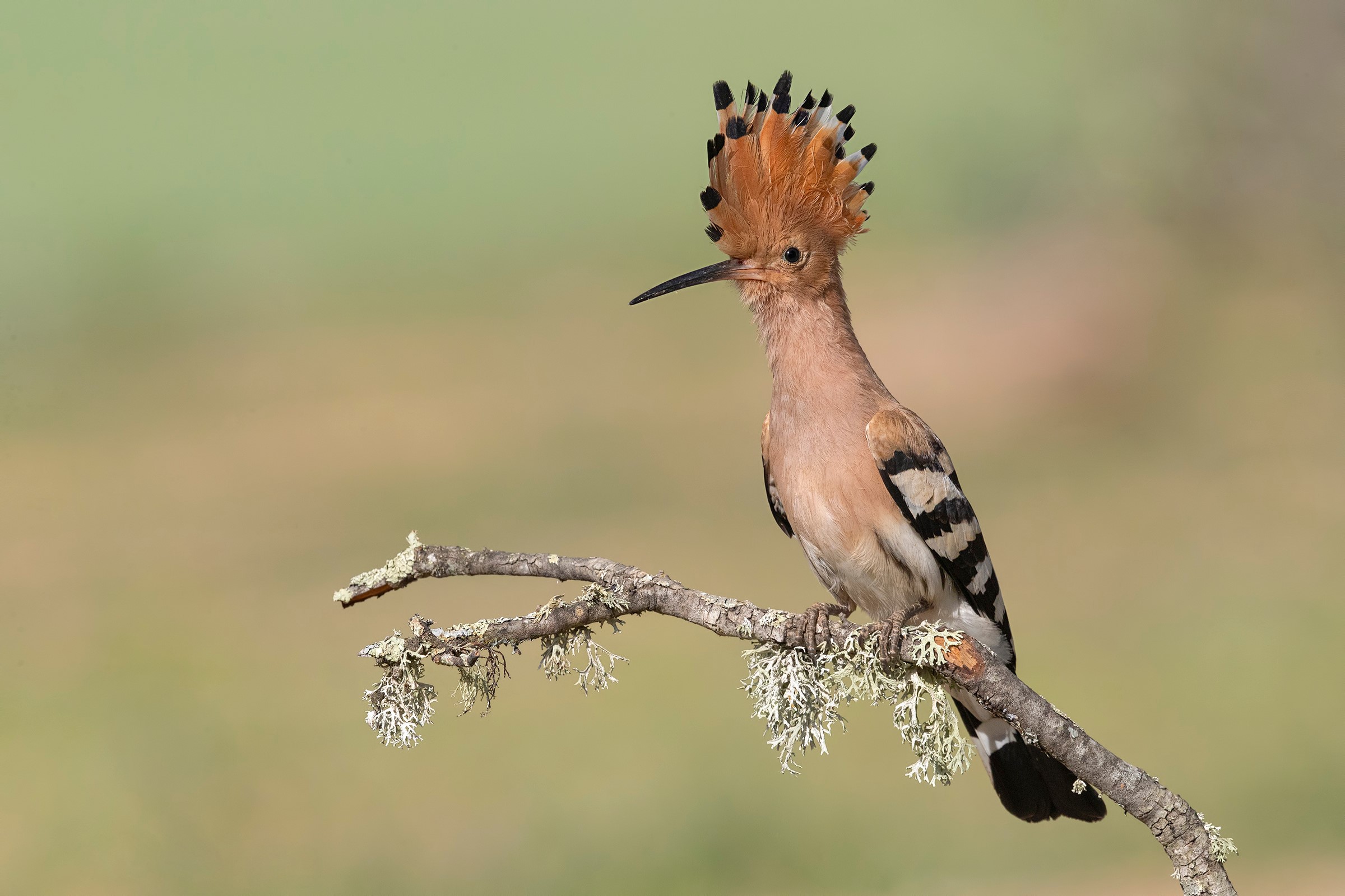 Eurasian Hoopoe perched on a lichen-covered branch HD Wallpaper