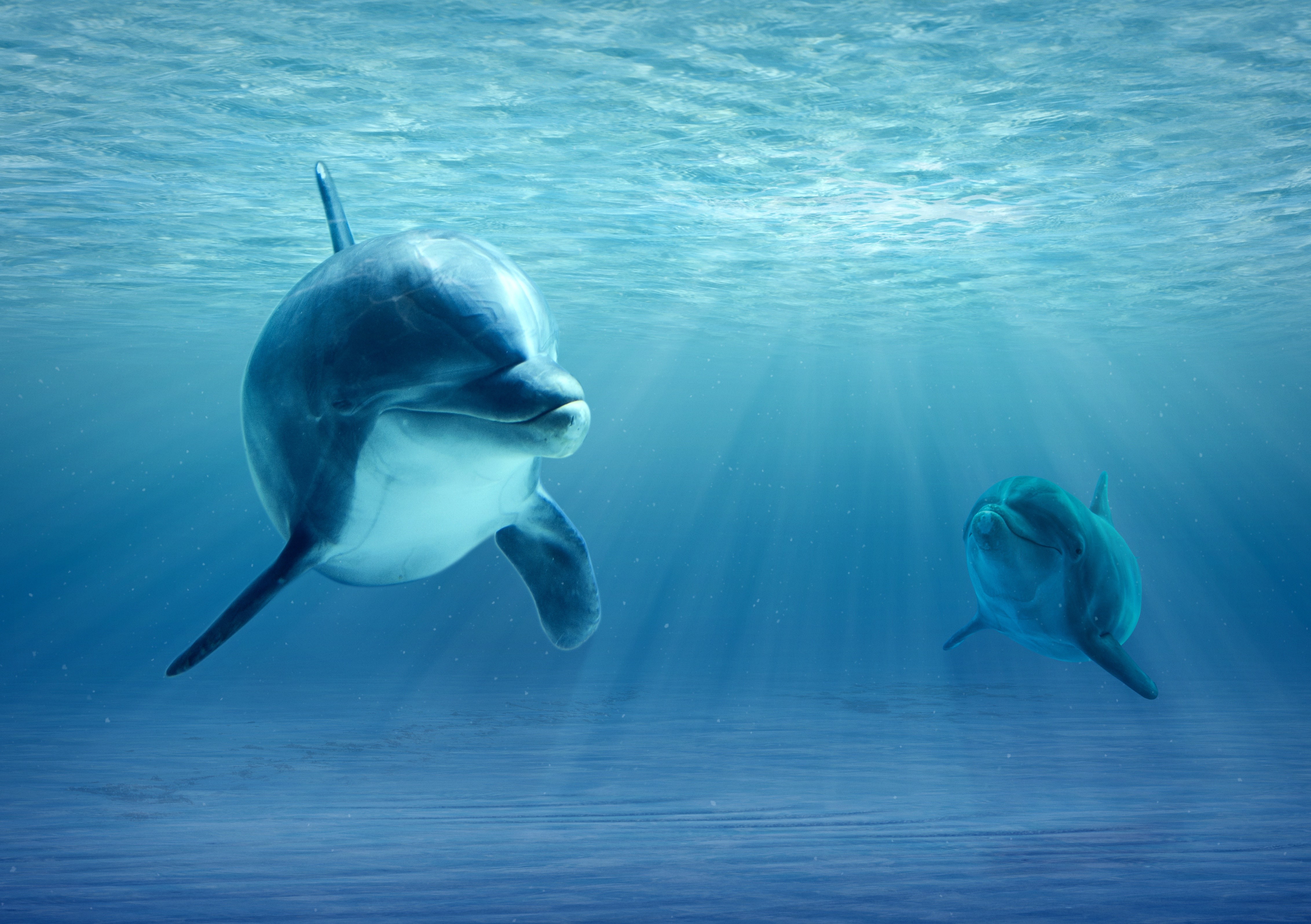 4K Dolphins in Underwater World with Rays of Light HD Wallpaper