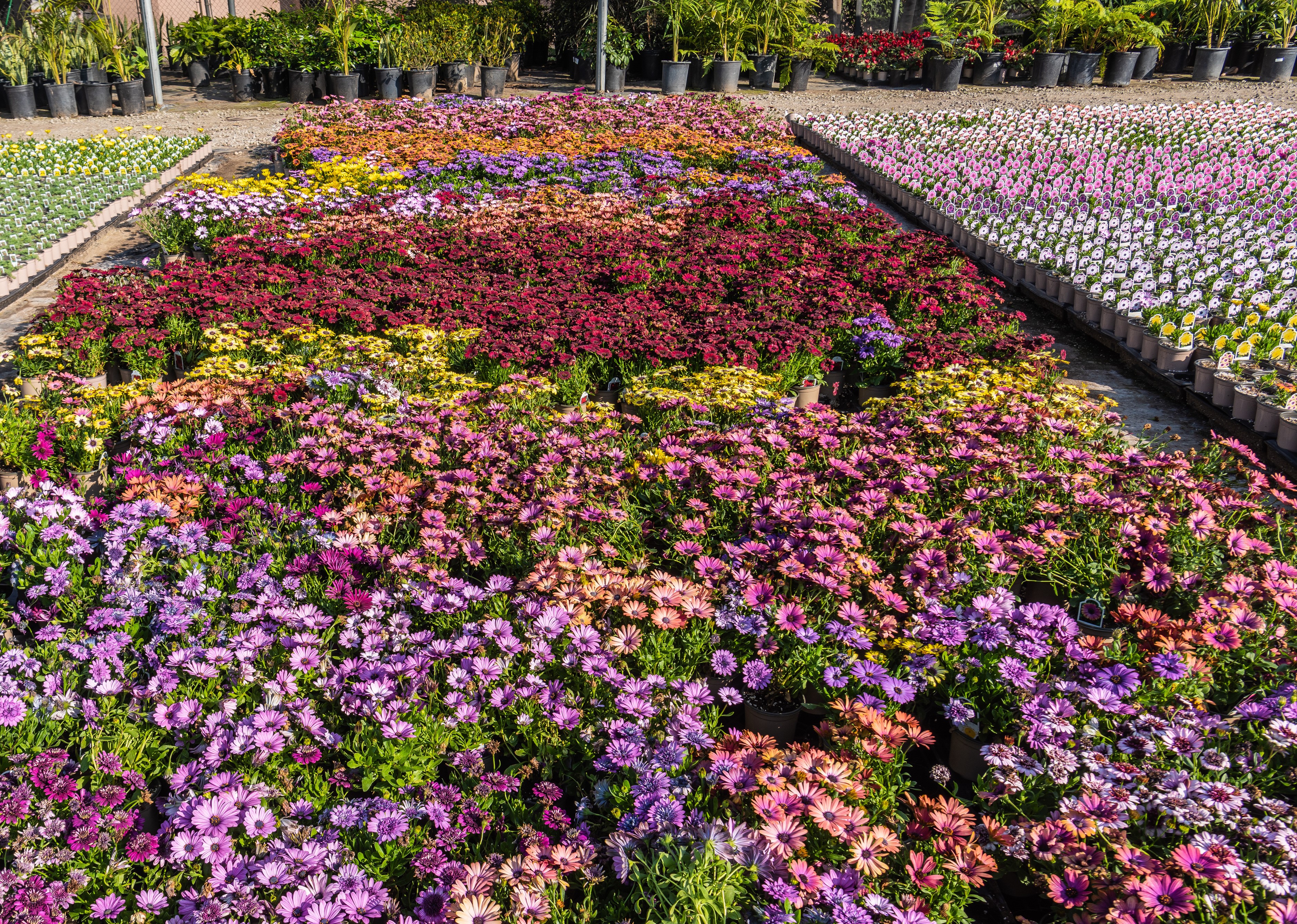 Flower beds at United Plant Growers in Long Beach, California HD Wallpaper