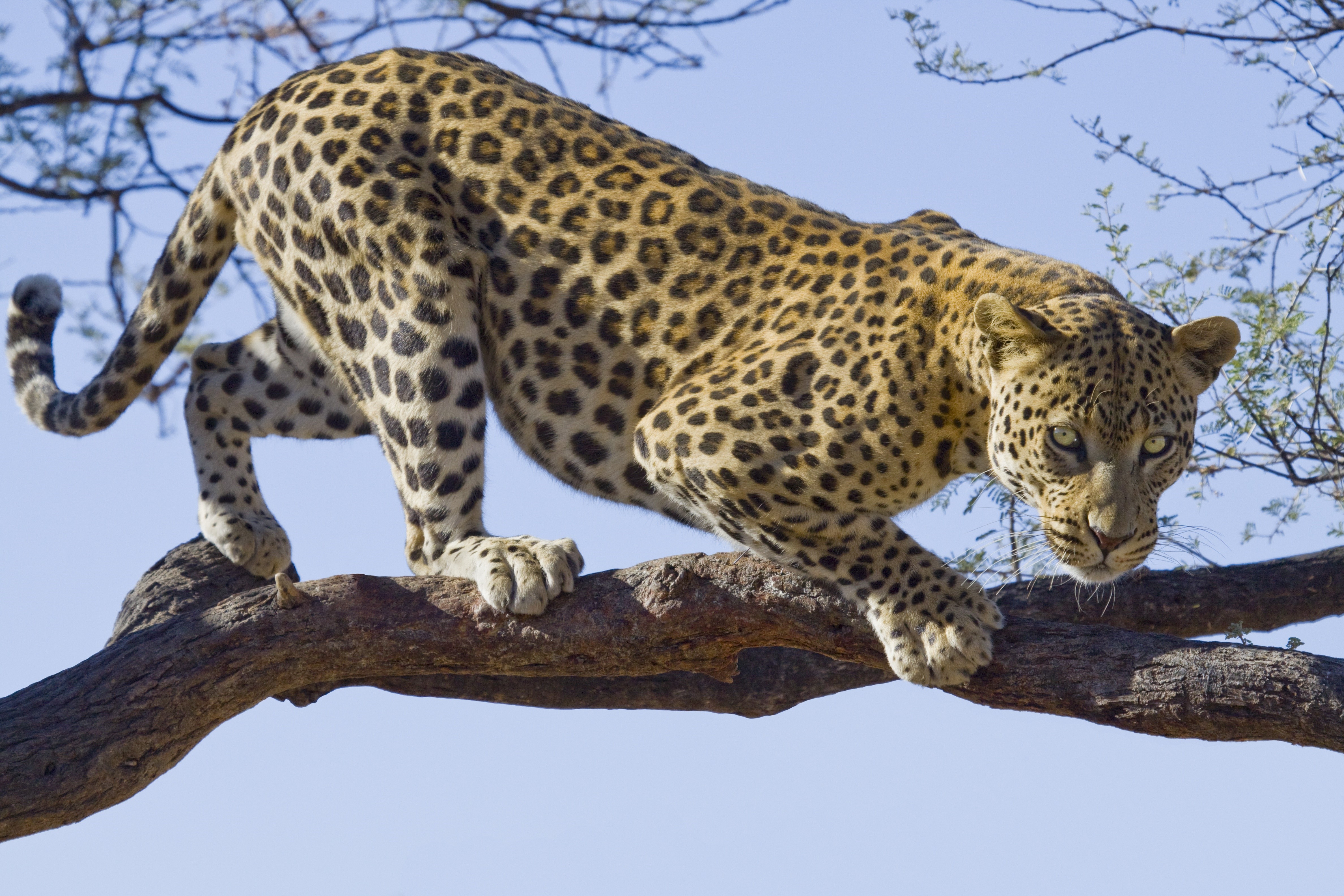 Leopard on a Tree Branch HD Wallpaper