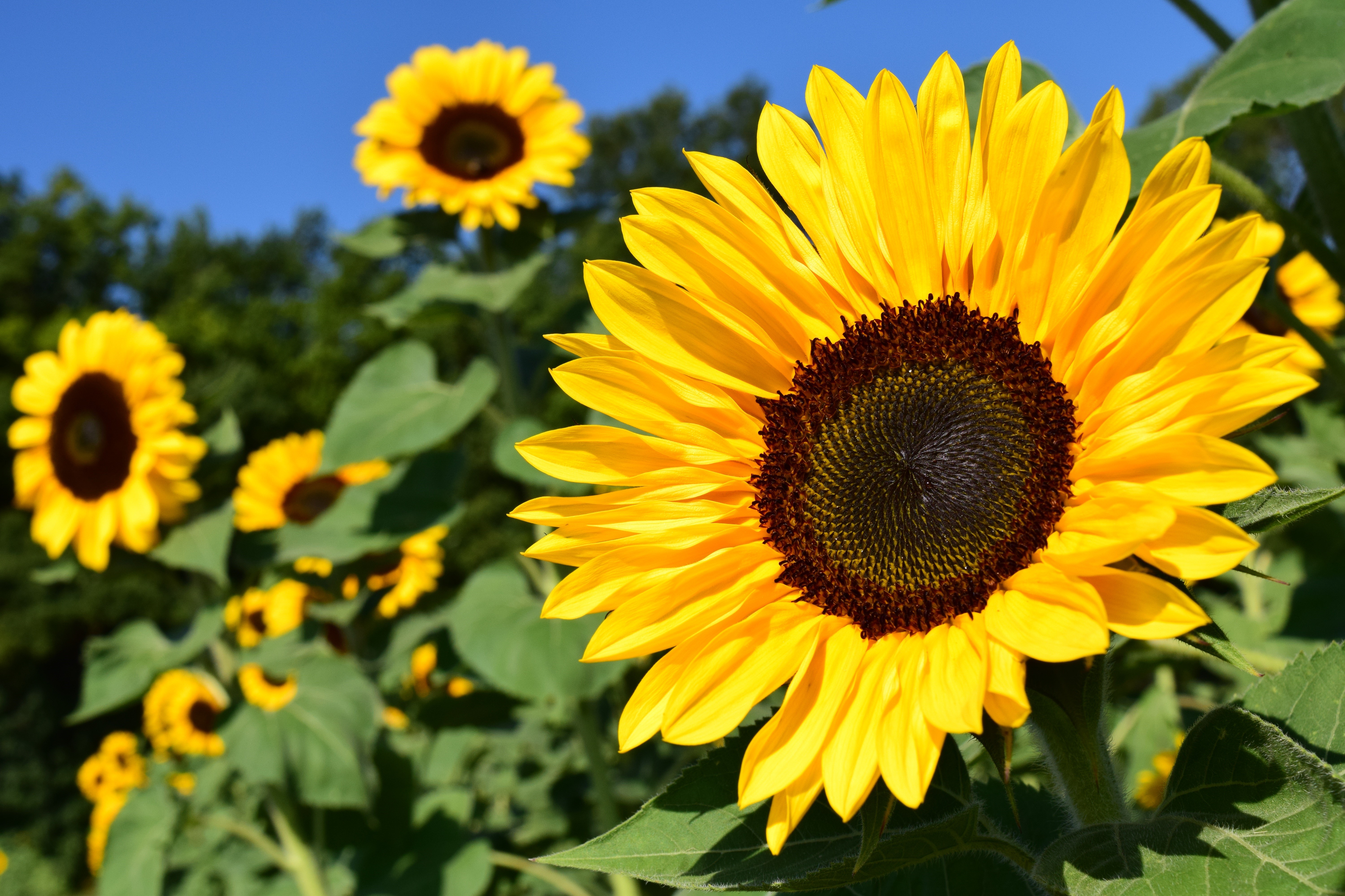 Sunflowers in a field HD Wallpaper