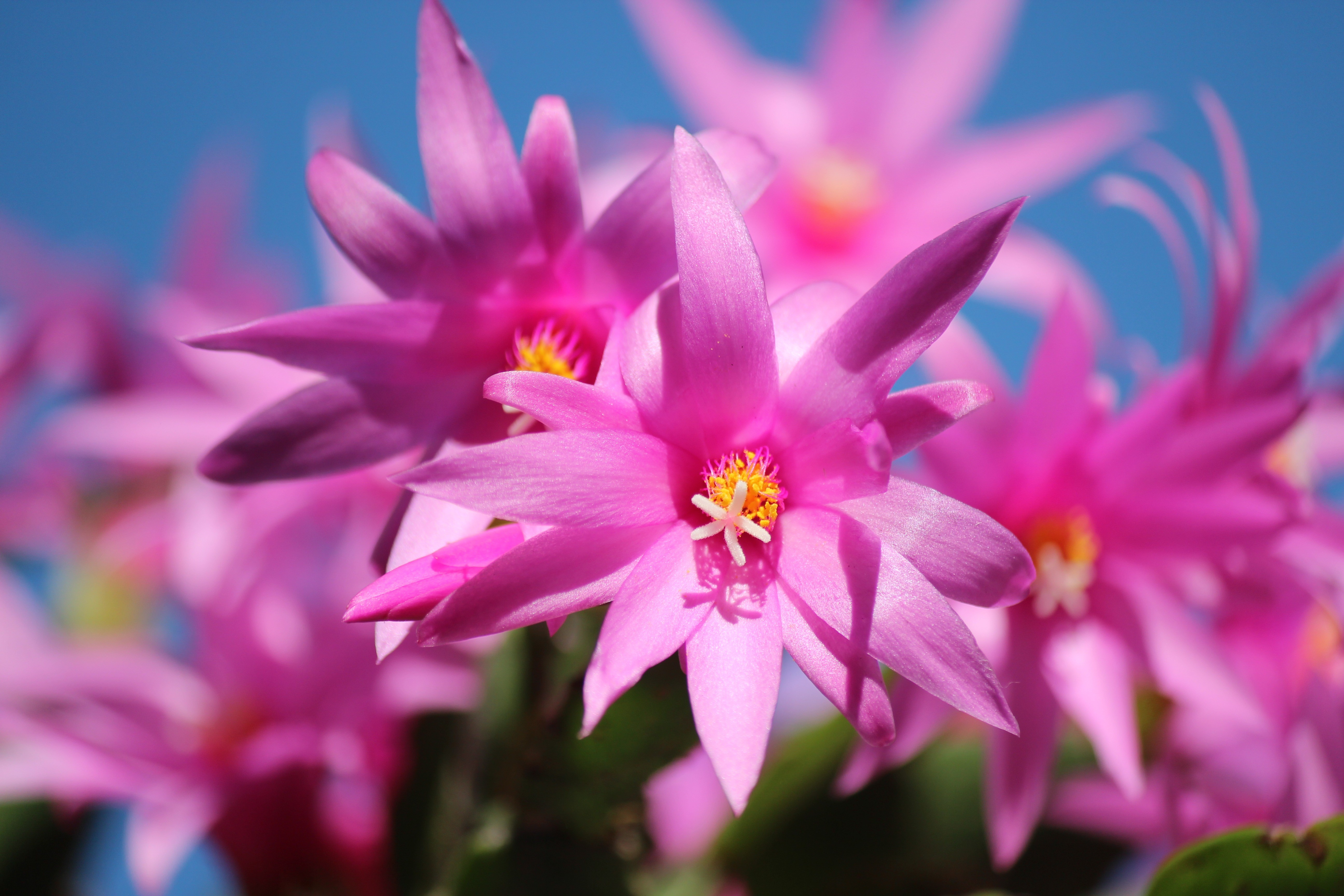 Pink Cactus Flowers with Blue Sky HD Wallpaper