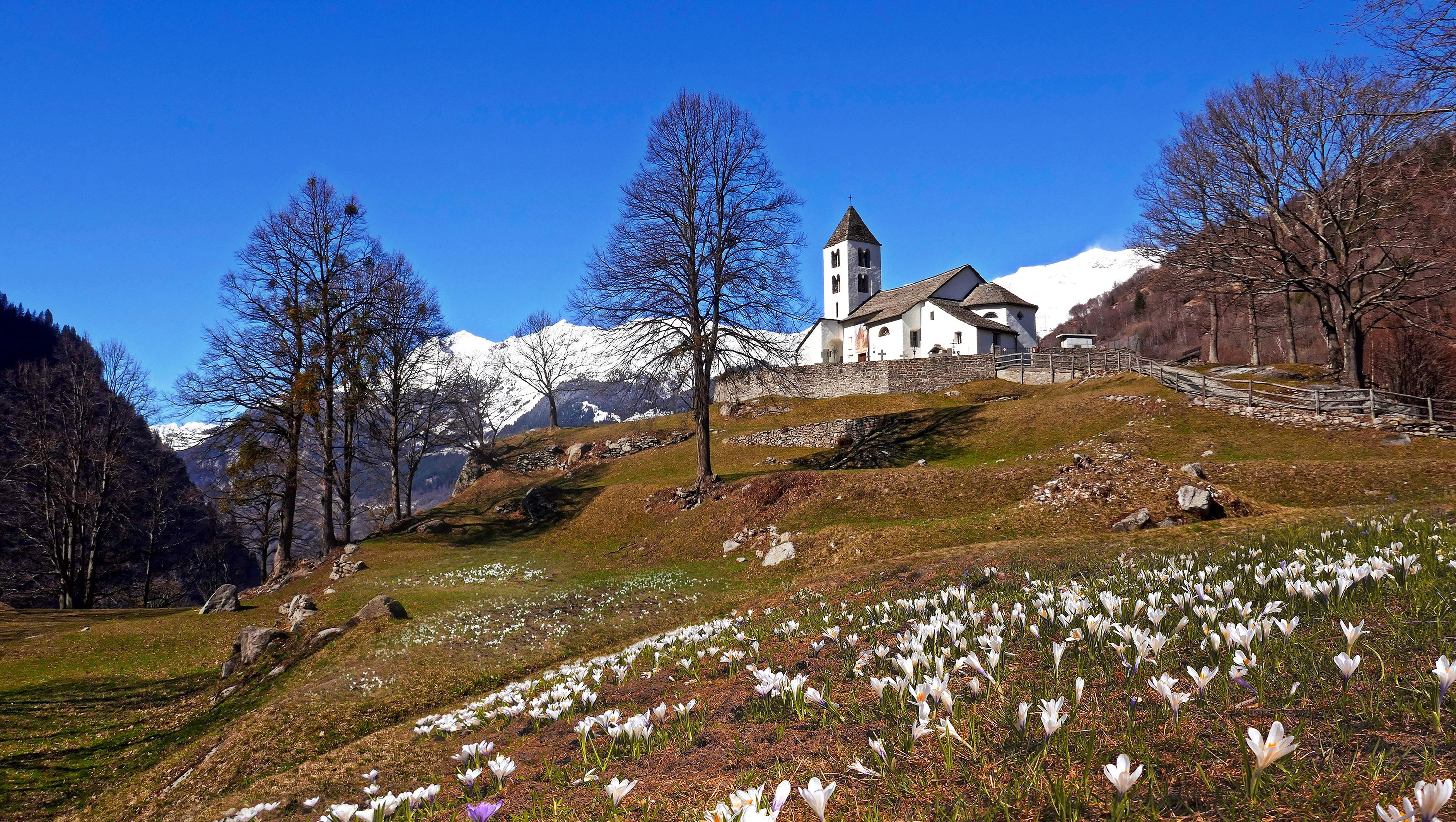 Church in Ticino, Switzerland with Mountains and Crocuses HD Wallpaper