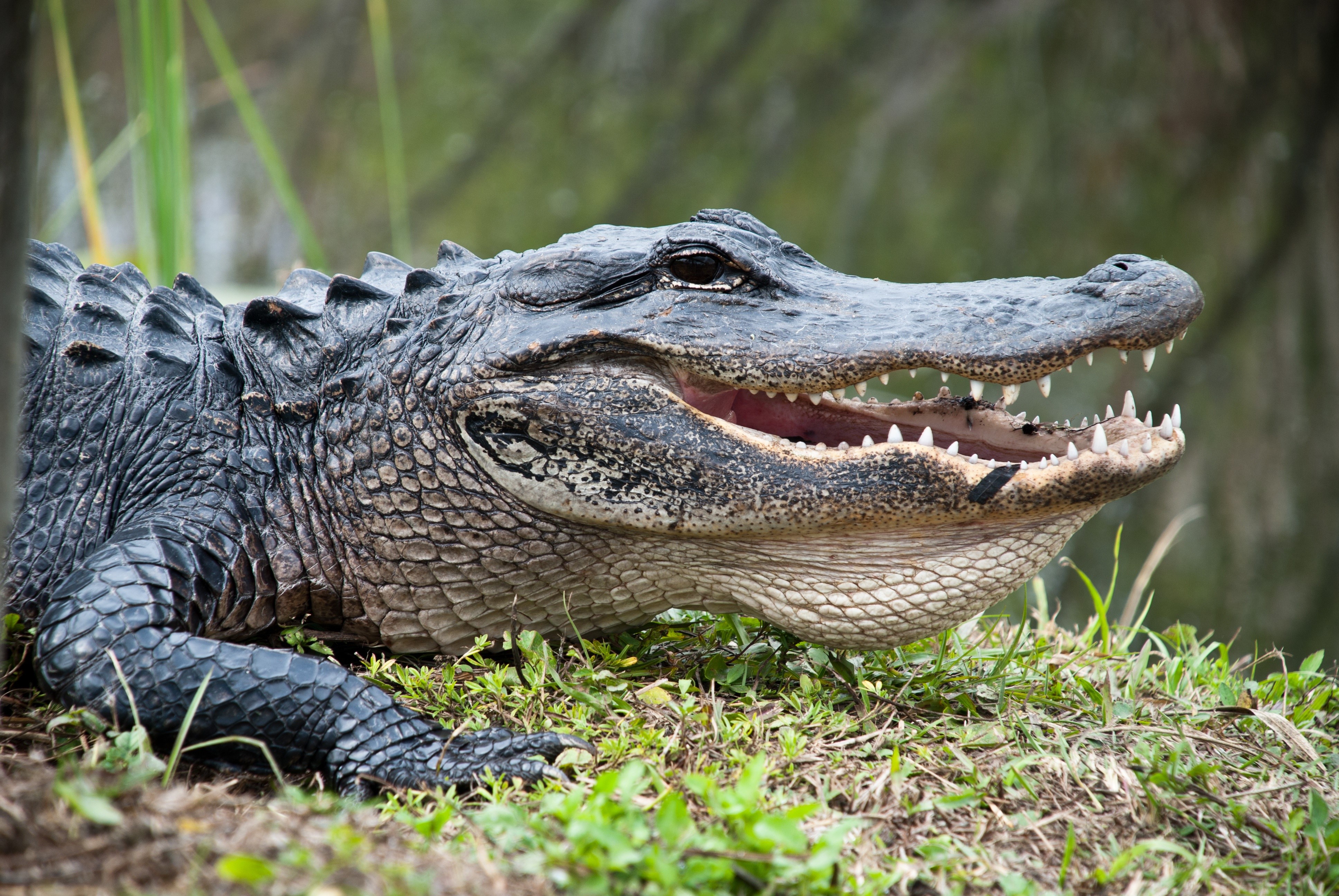 Alligator with mouth open showing teeth HD Wallpaper