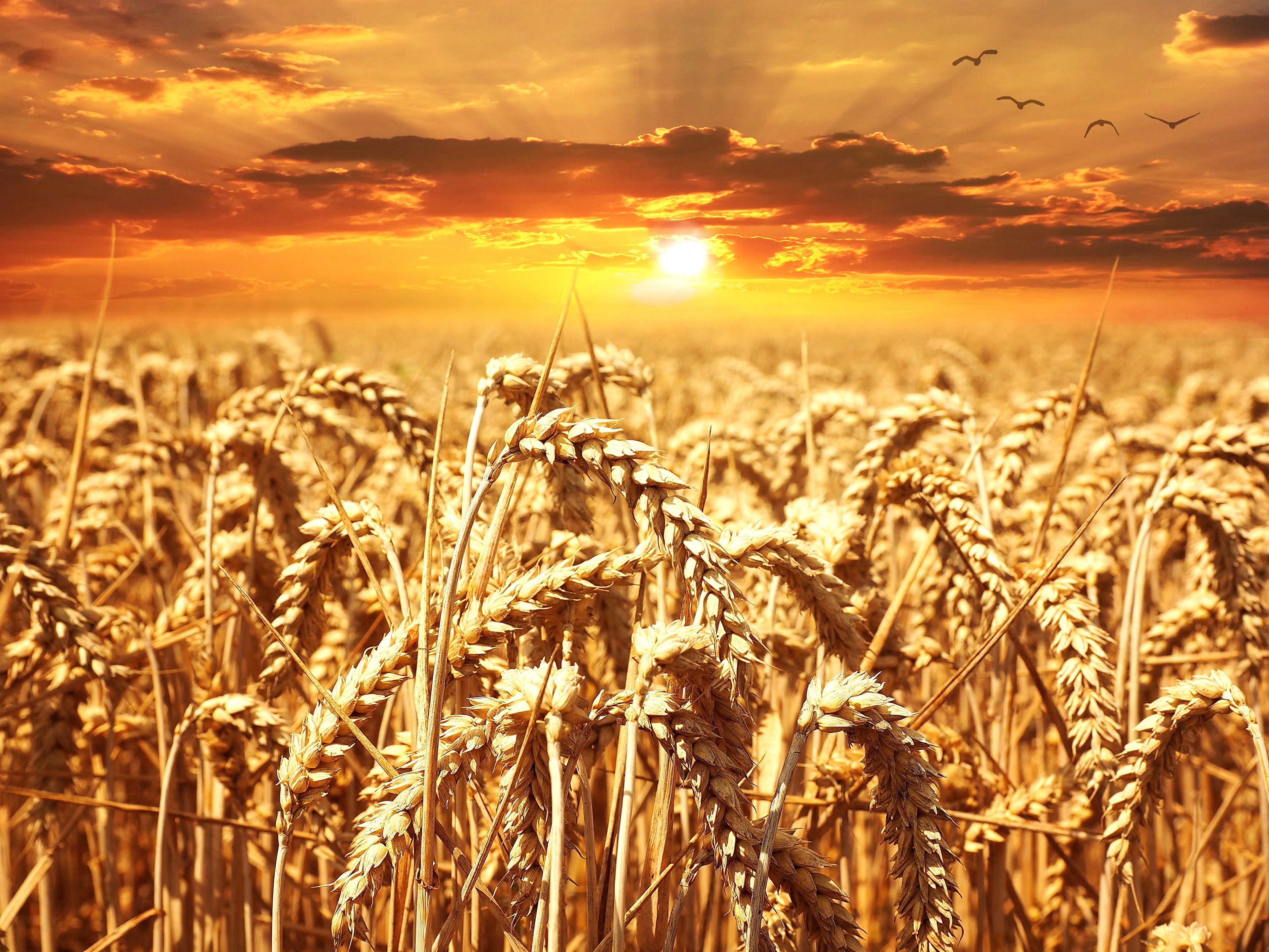 Wheat field at sunset with birds HD Wallpaper