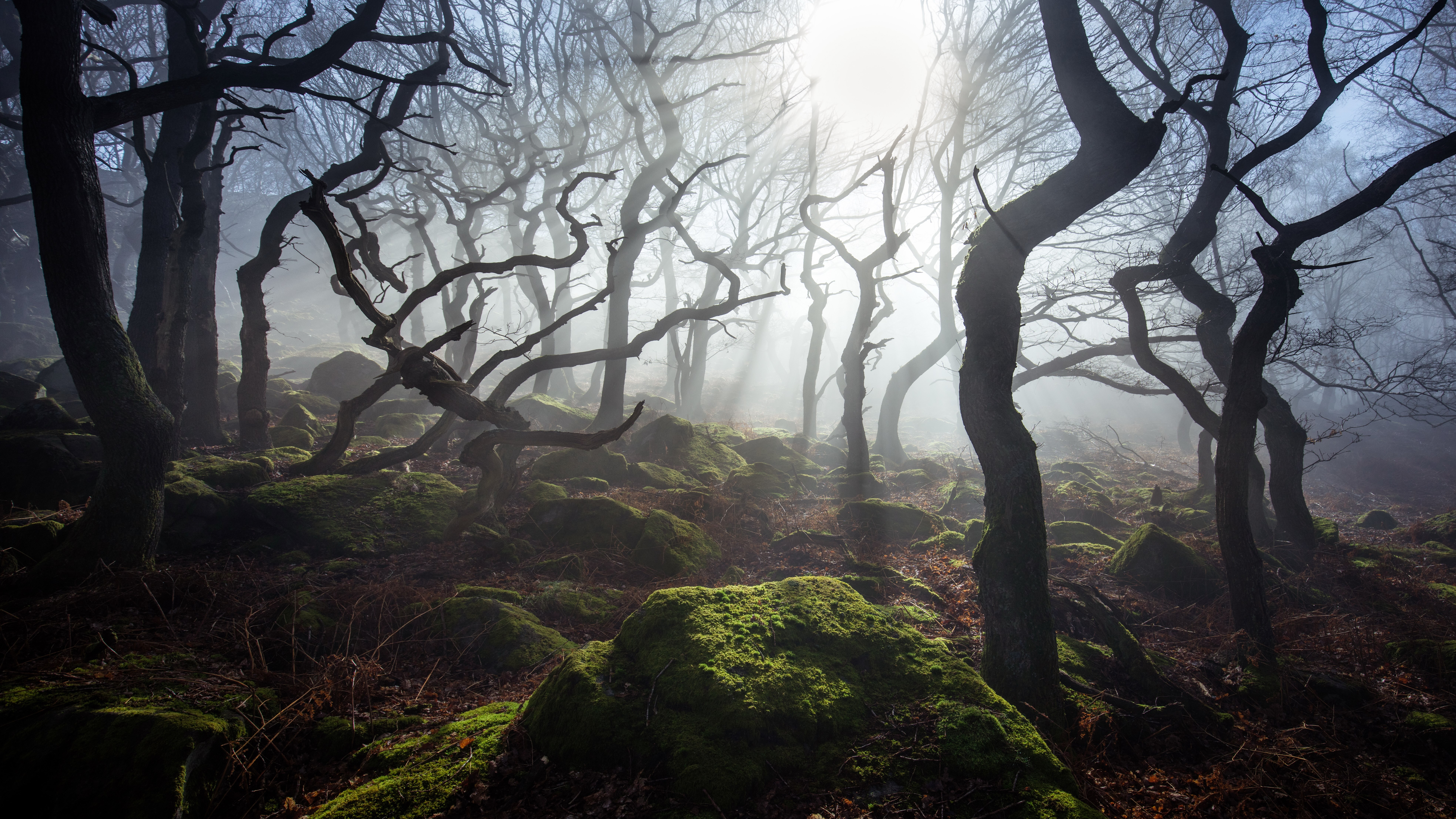 Misty forest with gnarled trees and mossy rocks HD Wallpaper