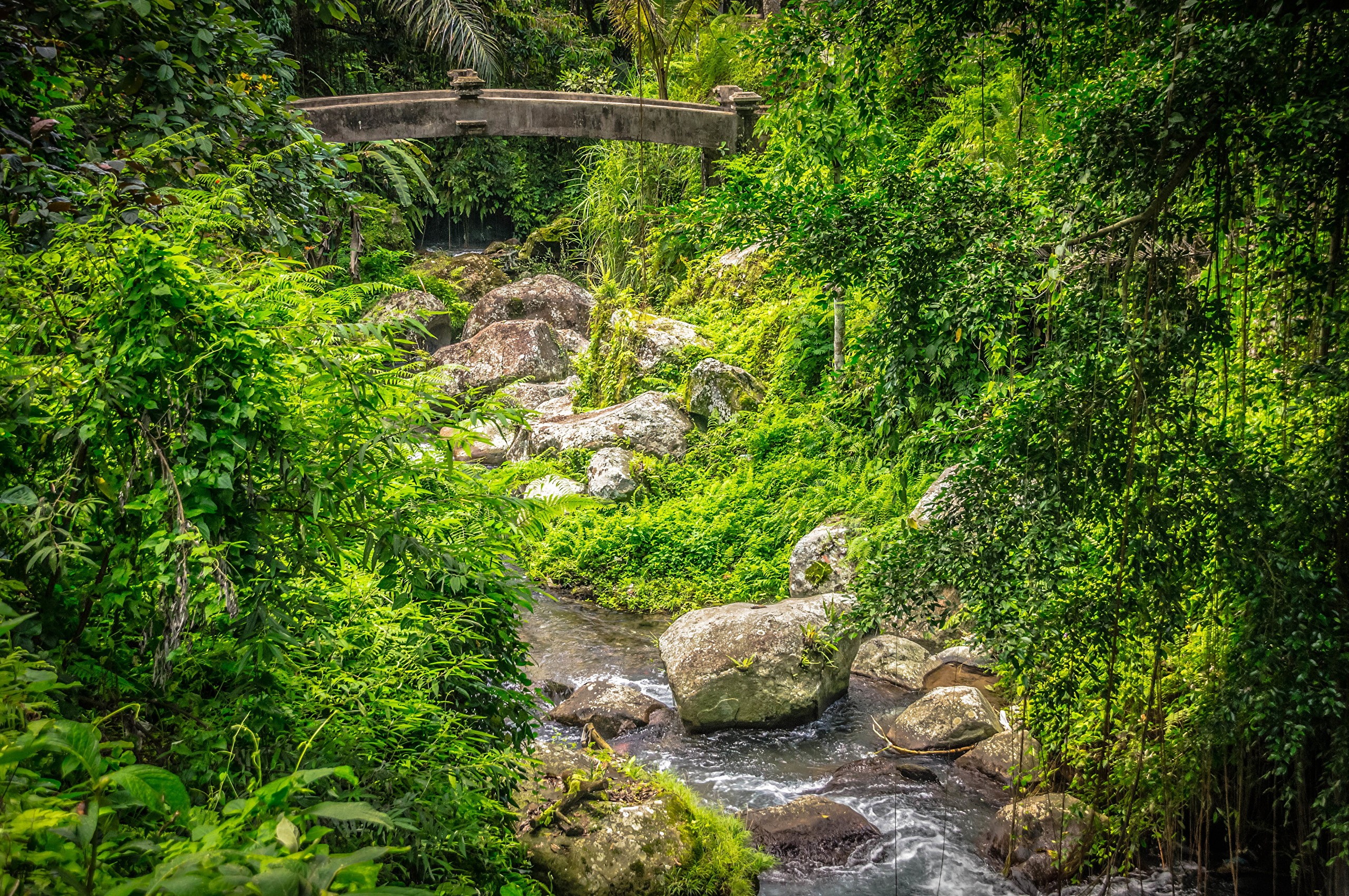 Stone bridge over a stream in a lush forest in Tampaksiring, Bali HD Wallpaper