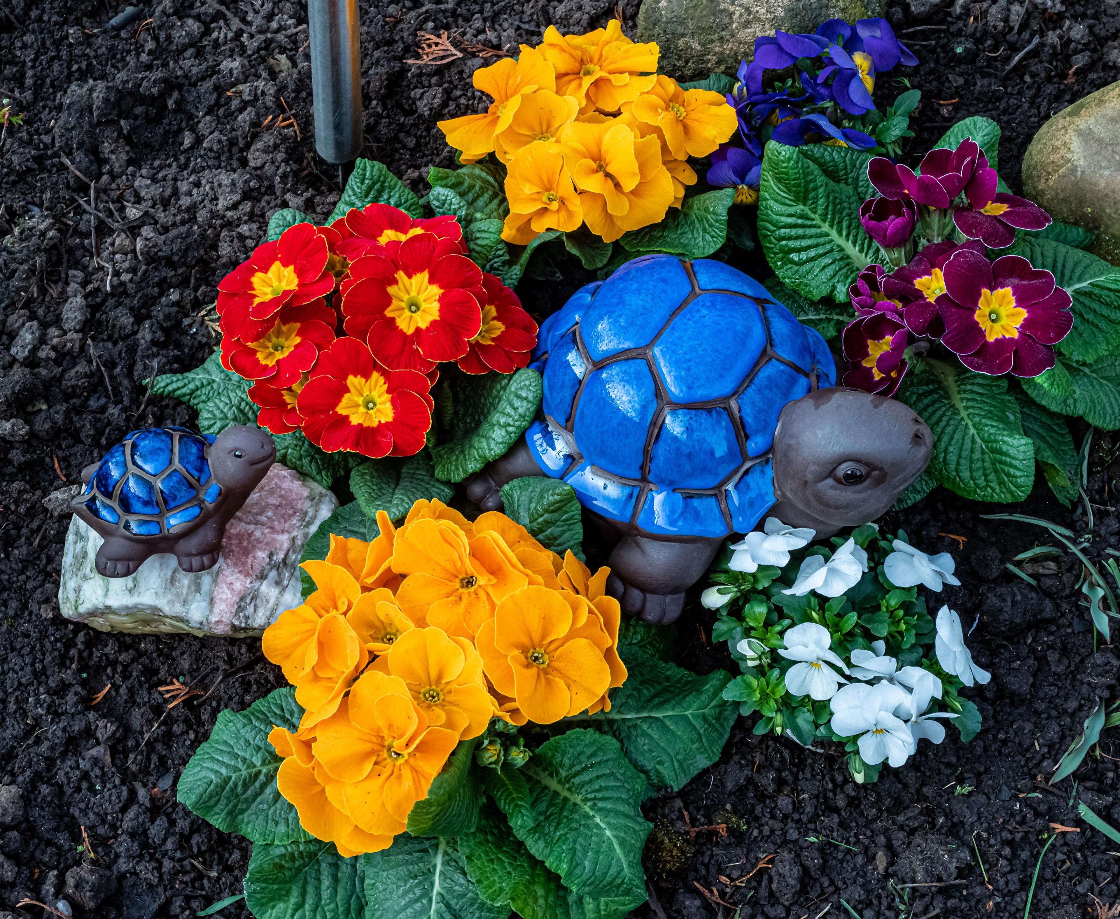 Two turtle statues and multicolor primroses HD Wallpaper