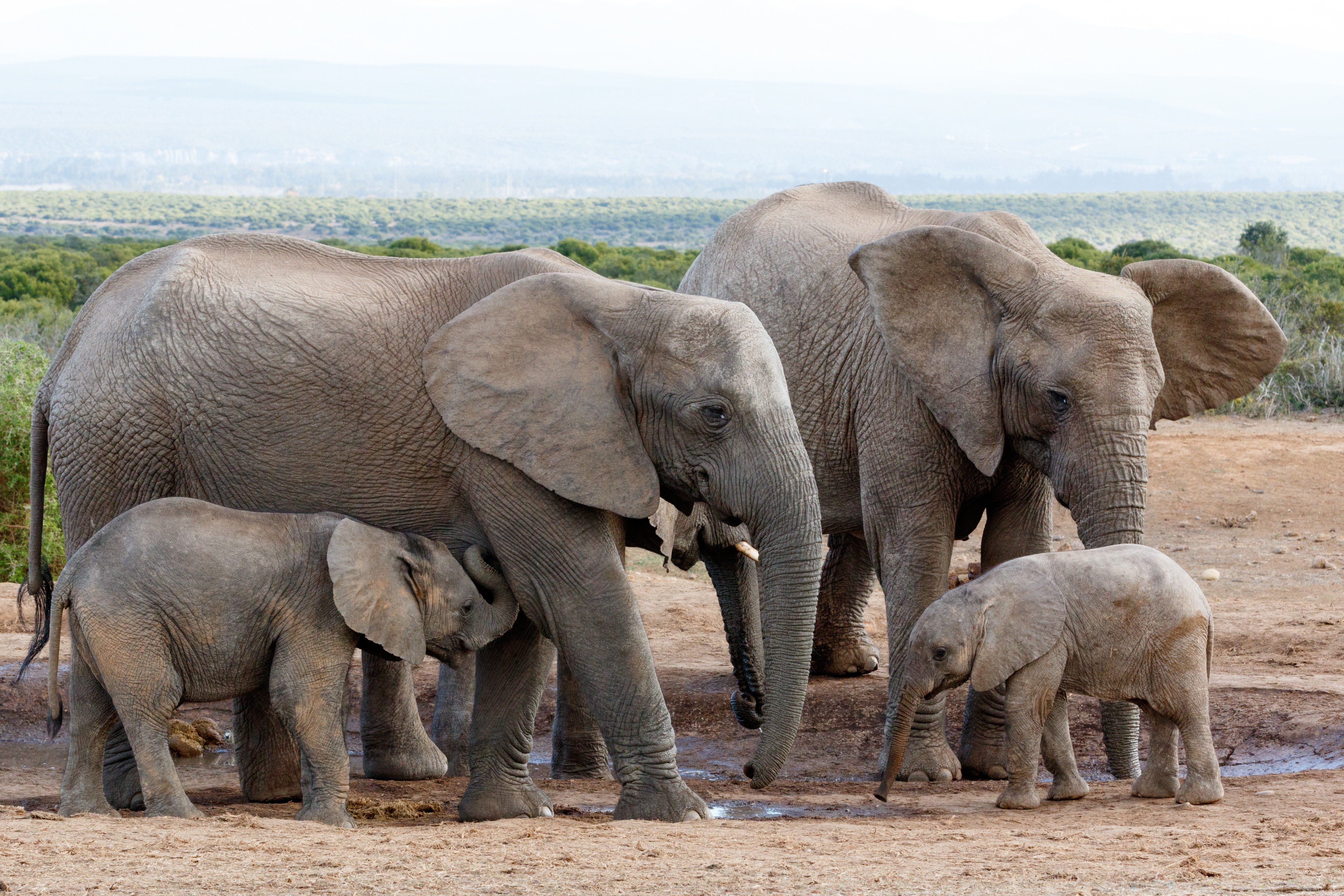 Elephants and Cubs in a Family Group HD Wallpaper