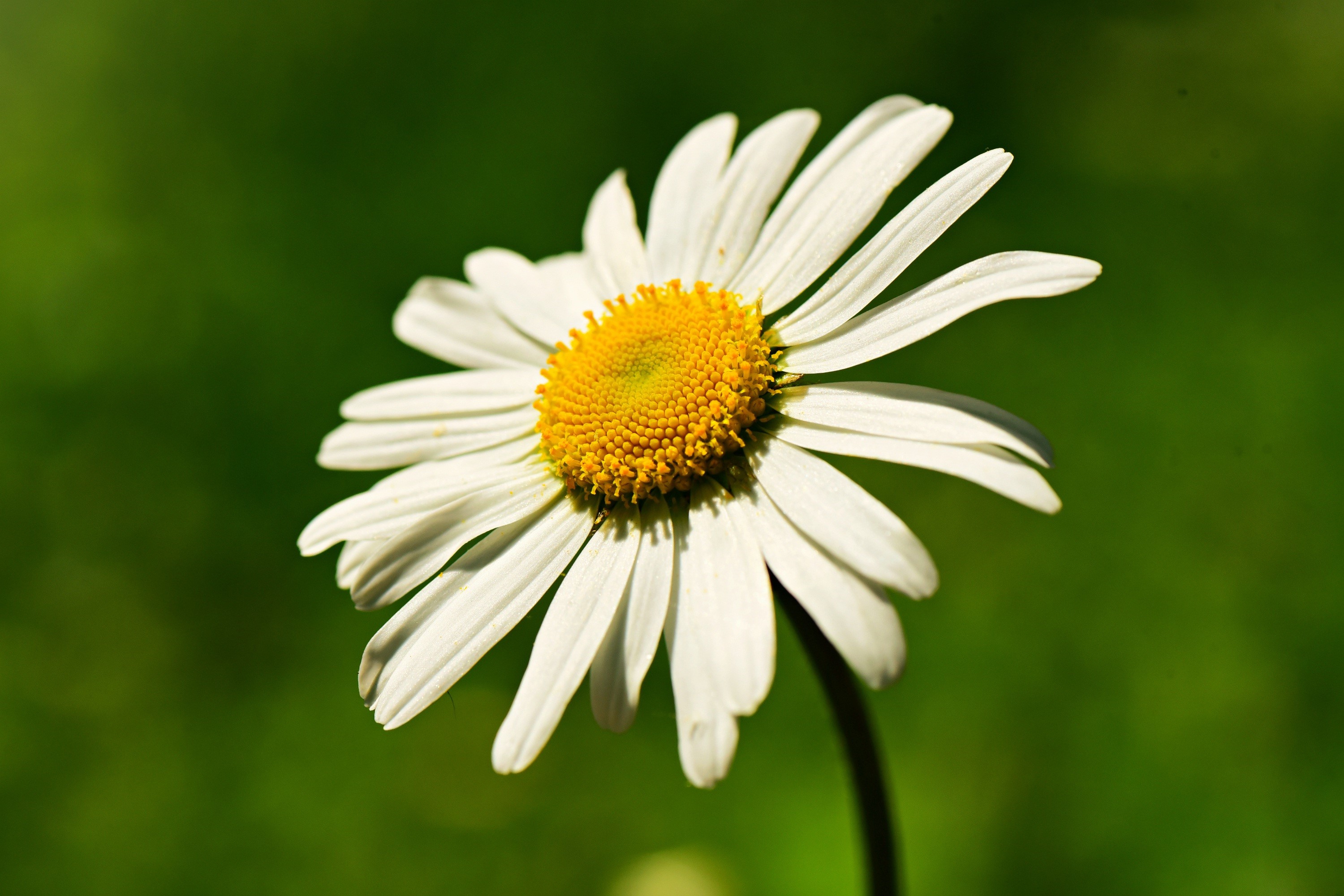 Close-up of a white daisy with a yellow center HD Wallpaper